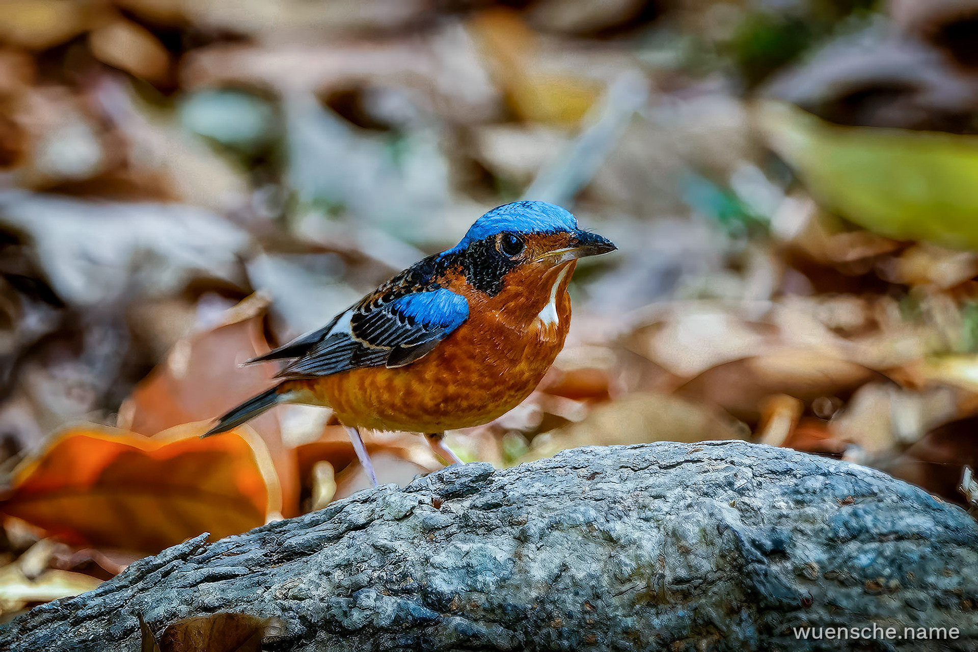 male