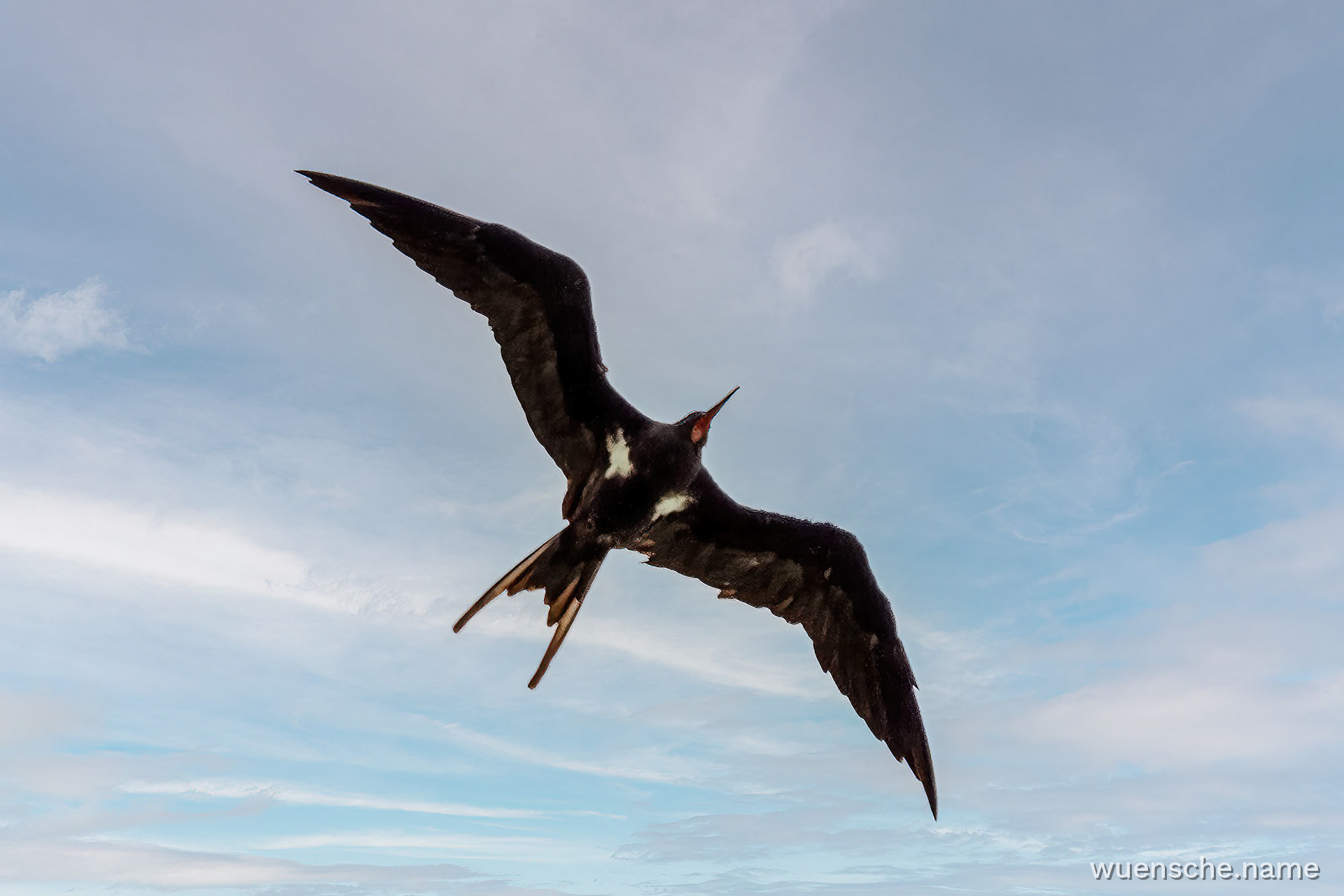 male