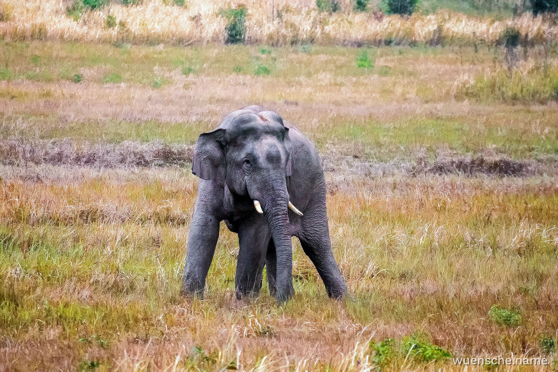 Asiatischer Elefant (Thailand)