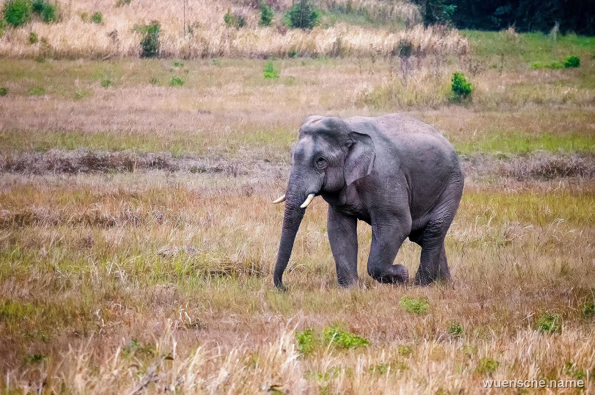 Asiatischer Elefant (Thailand)