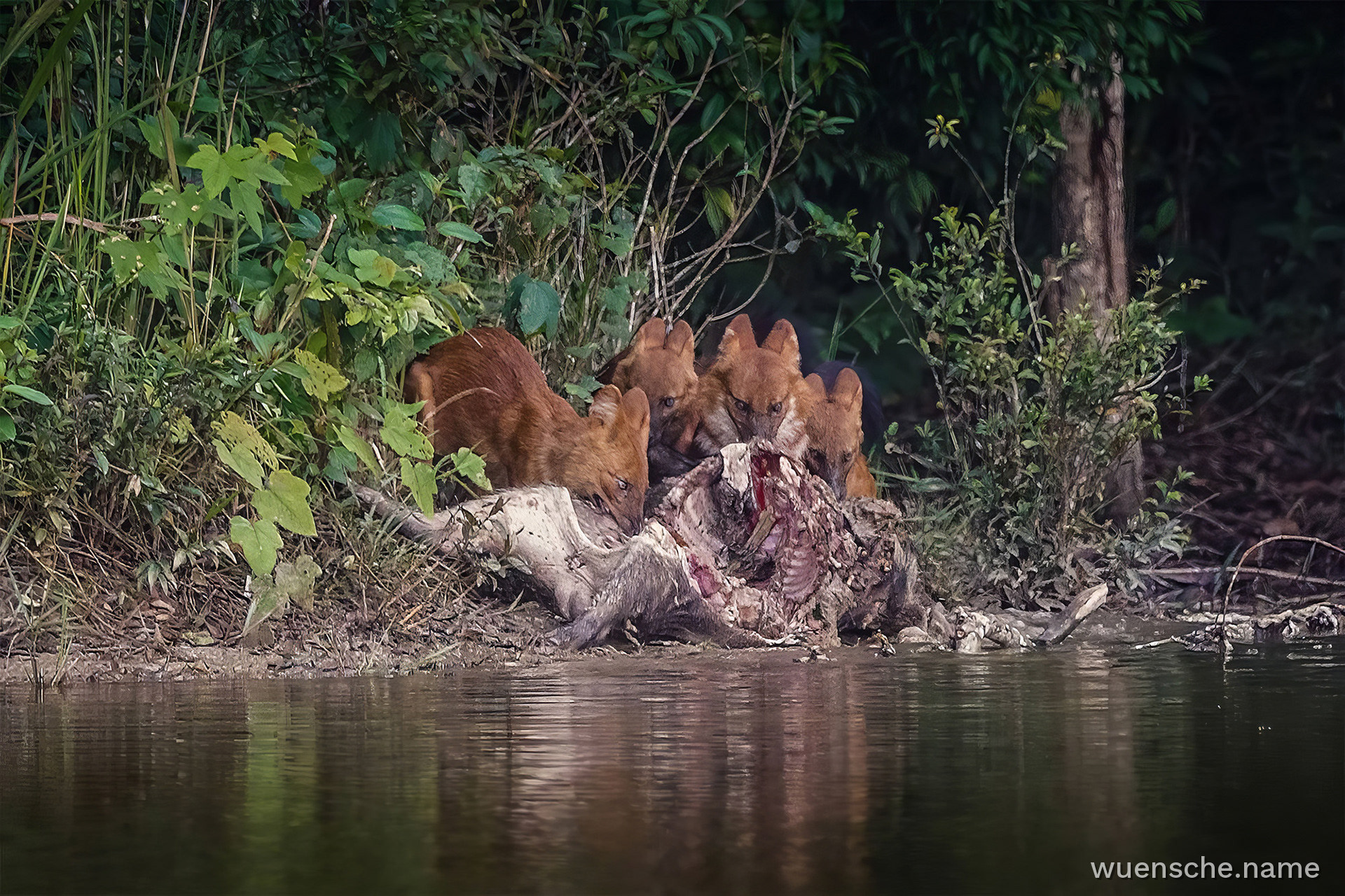 Wildhunde