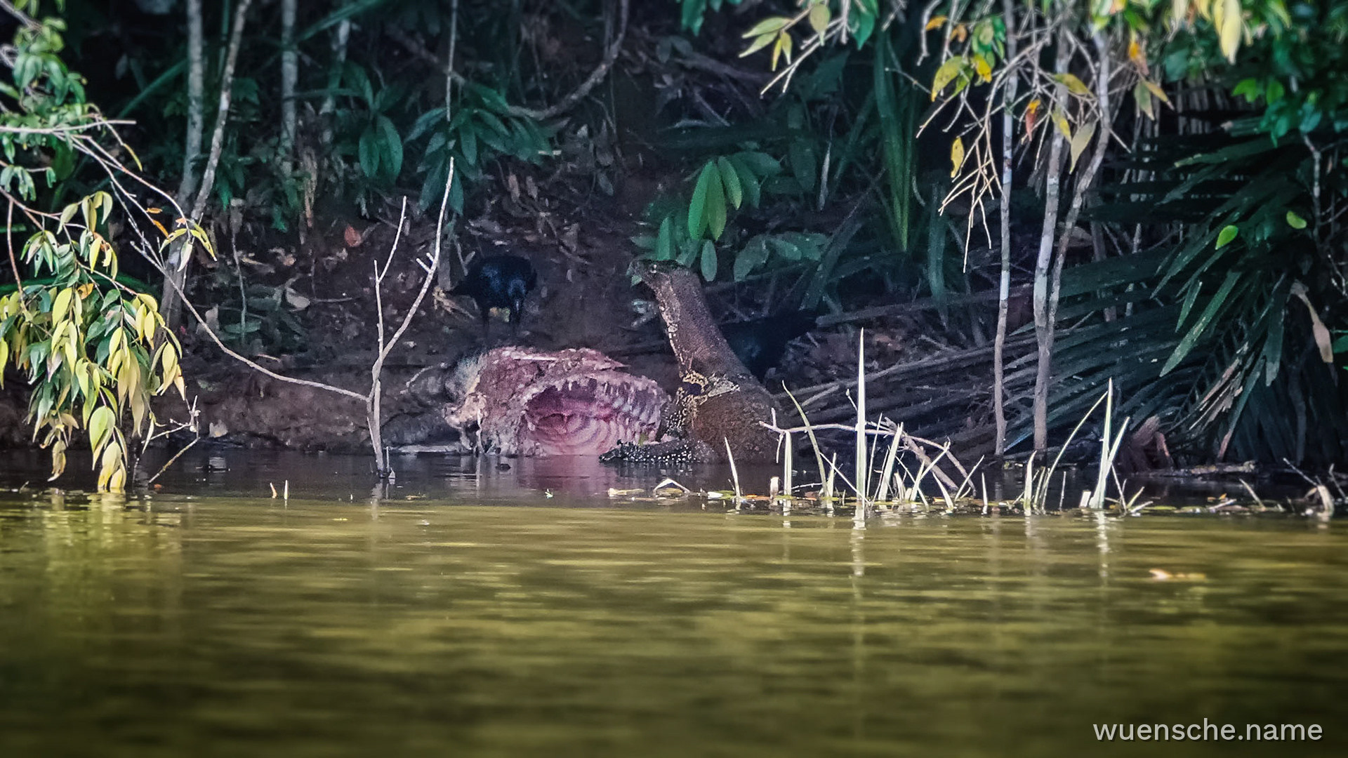 Ein Wassermonitor und eine Dickschnabelkrähe fressen die Reste der Beute