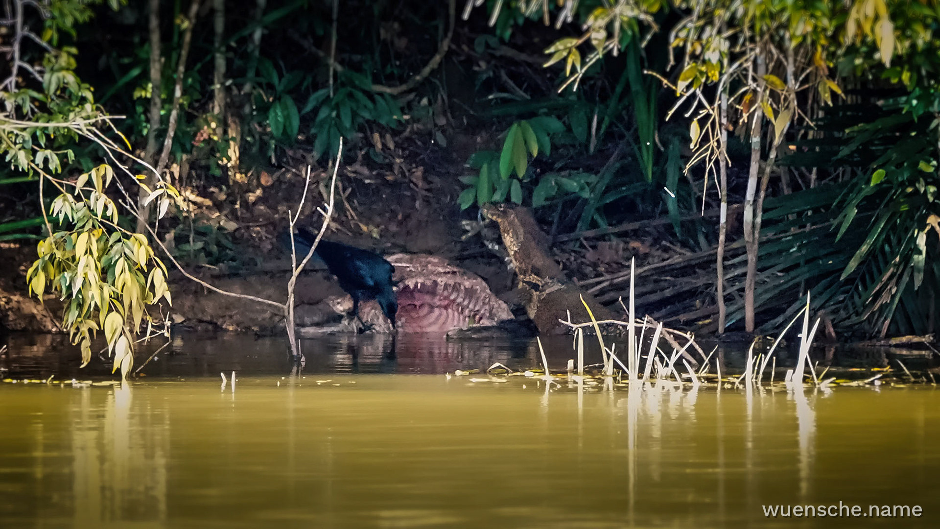 Ein Wassermonitor und eine Dickschnabelkrähe fressen die Reste der Beute