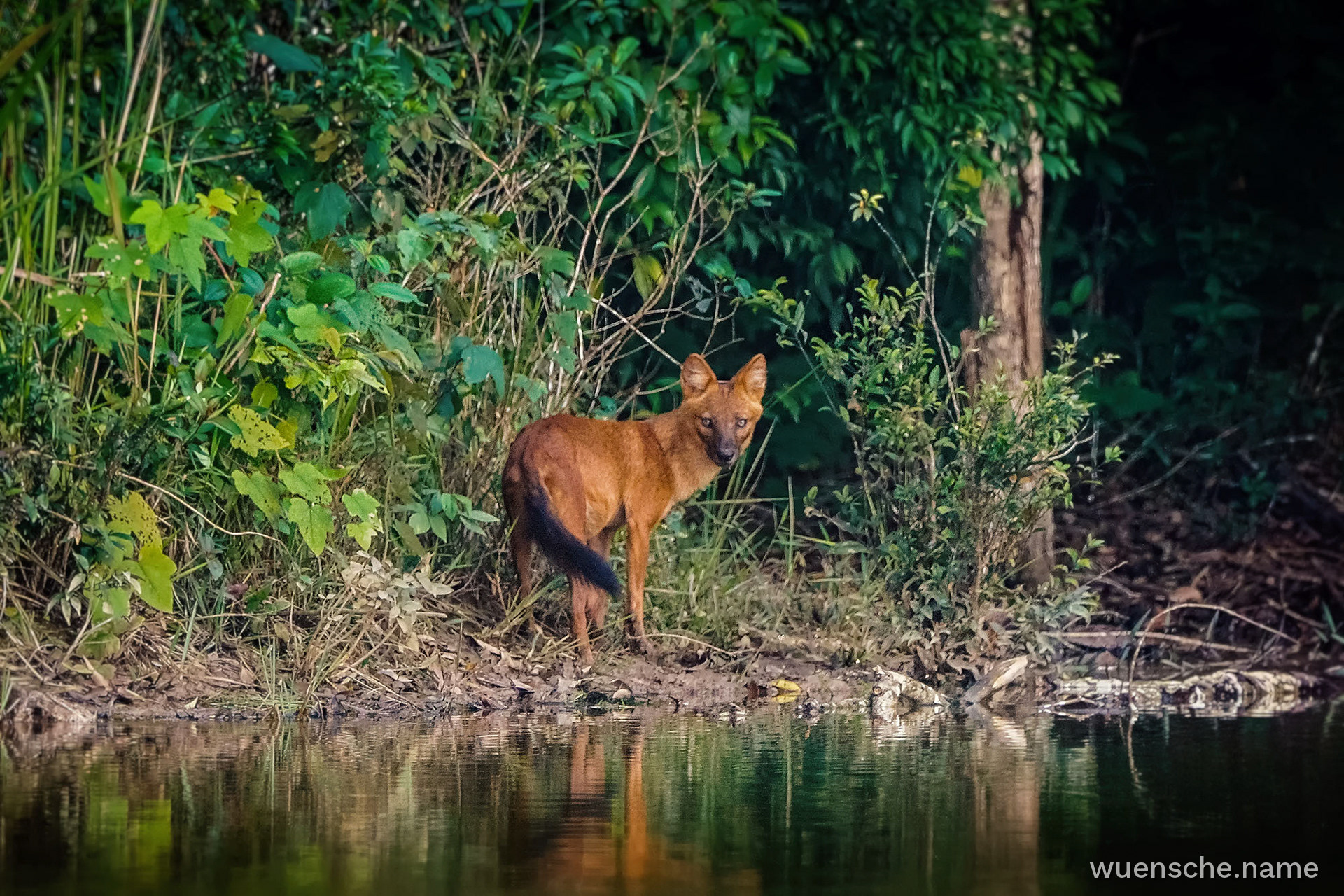 Asiatischer Wildhund (Dhole)