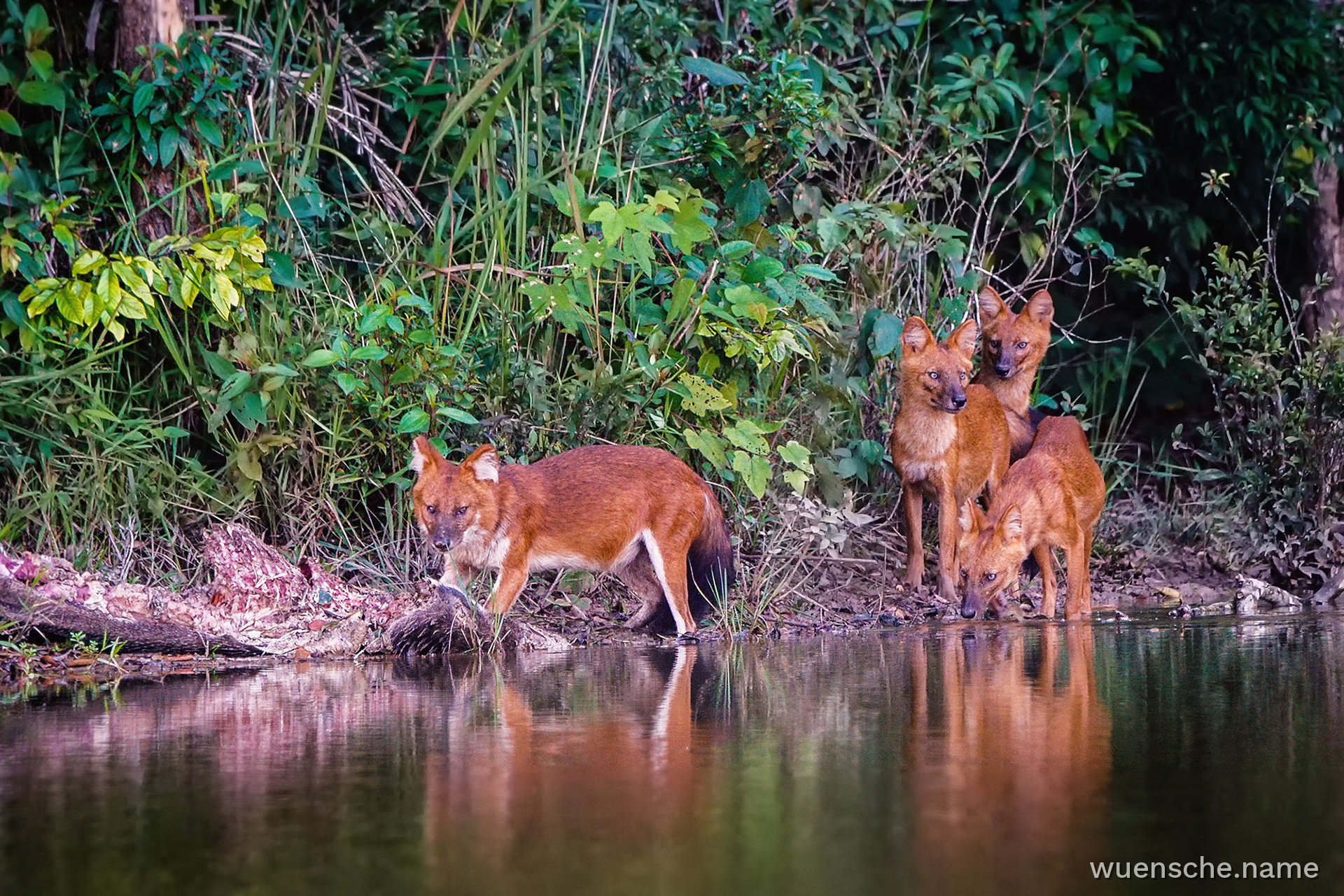 Asiatischer Wildhund (Dhole)