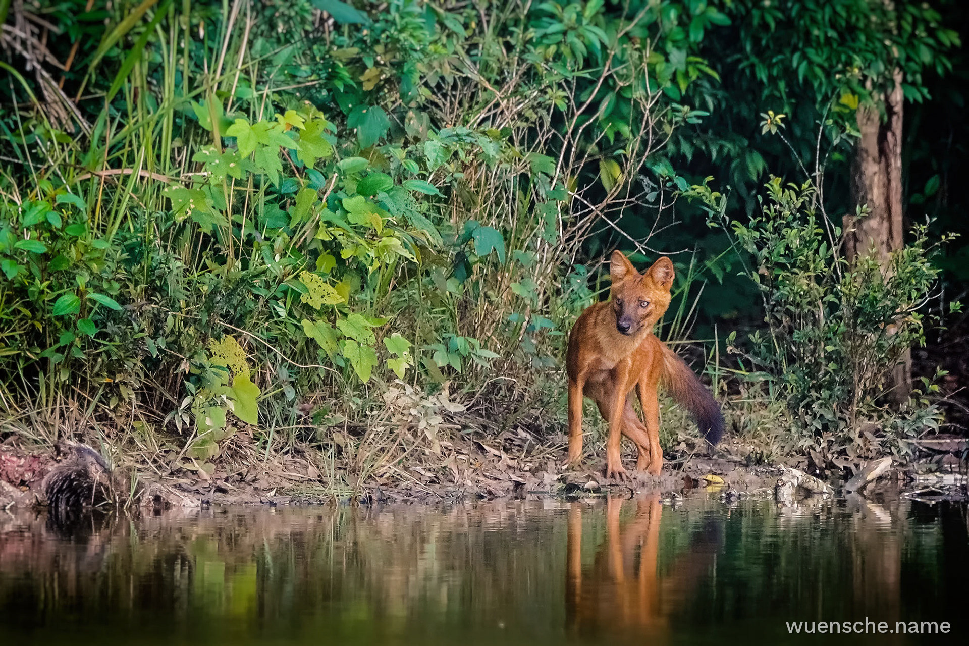 Asiatischer Wildhund (Dhole)