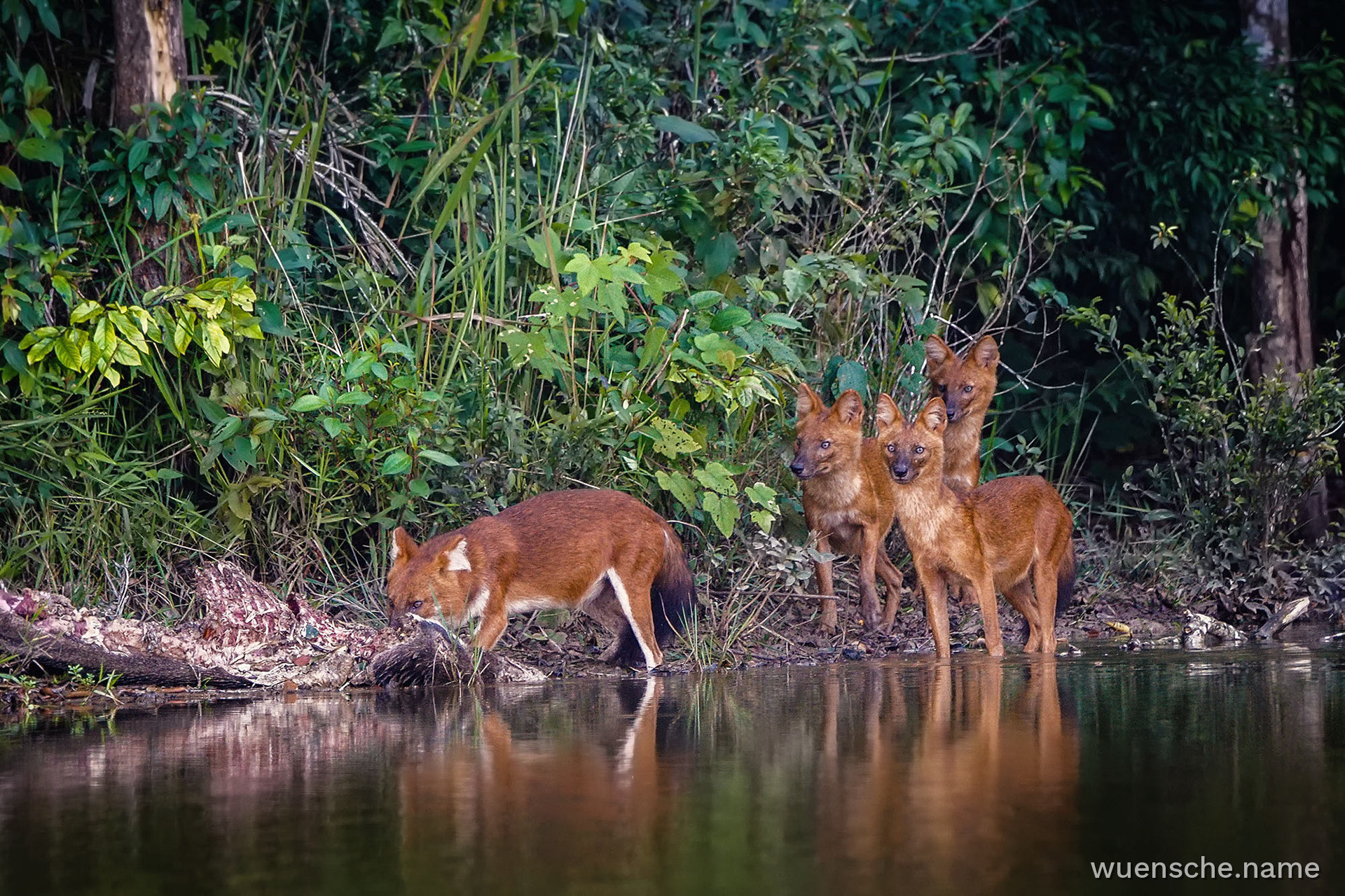Asiatischer Wildhund (Dhole)