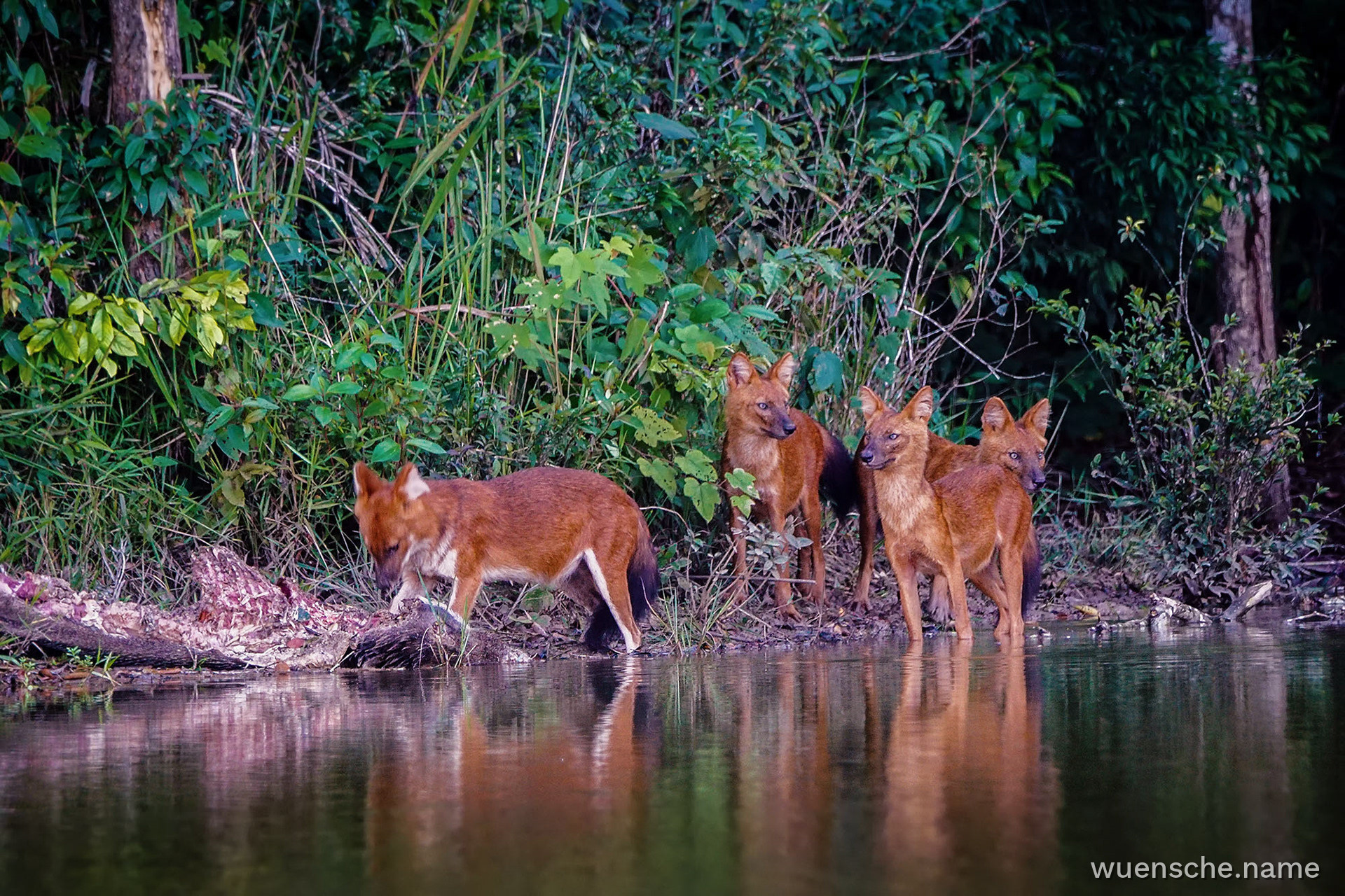 Asiatischer Wildhund (Dhole)