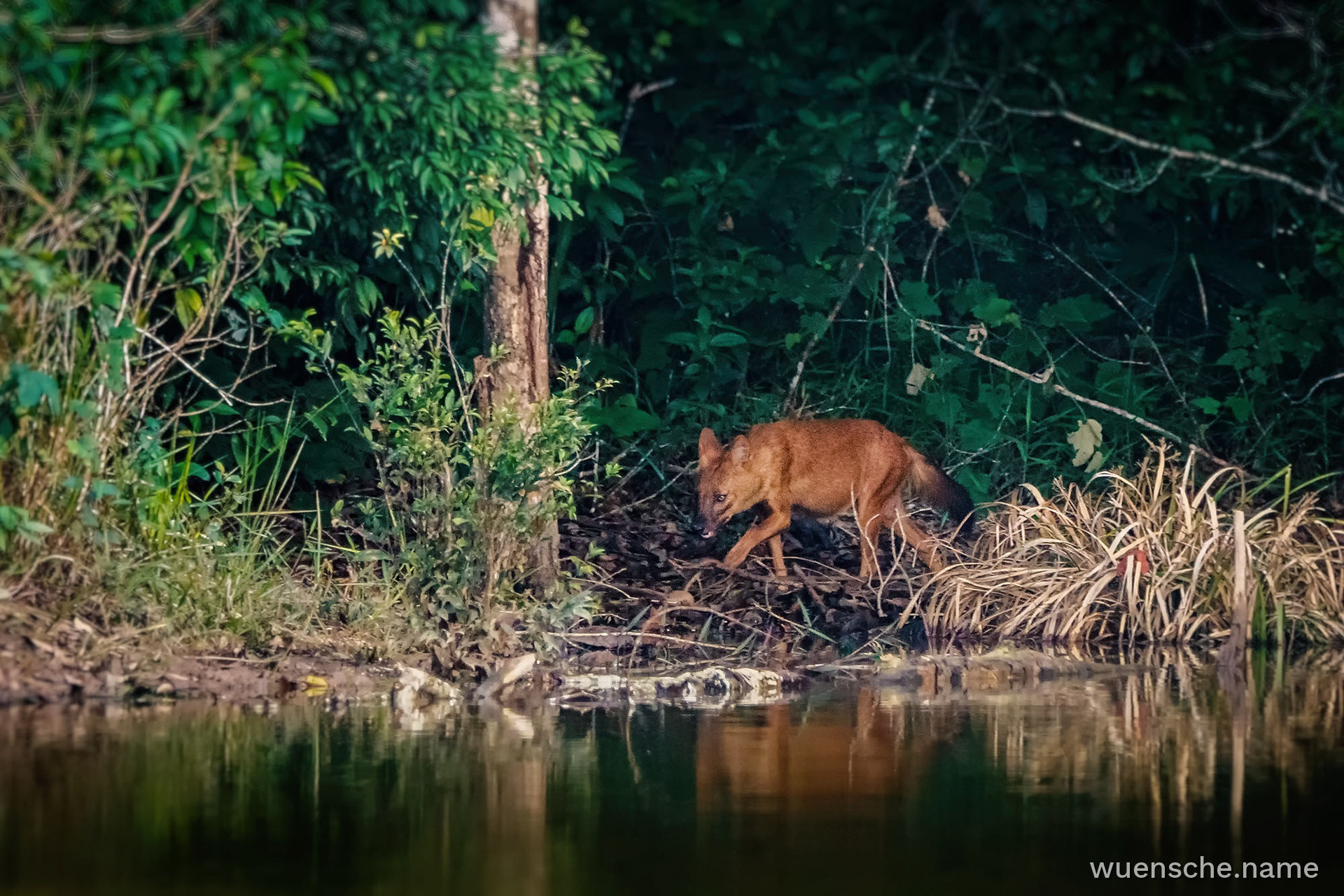 Asiatischer Wildhund (Dhole)