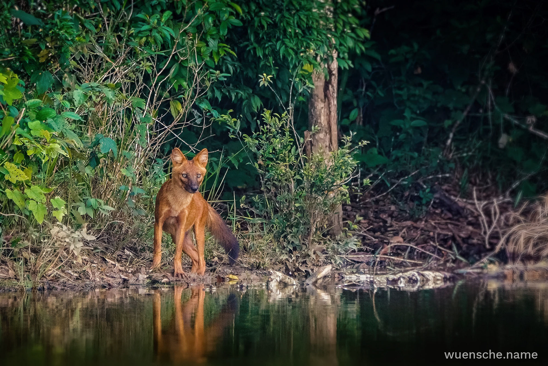 Asiatischer Wildhund (Dhole)