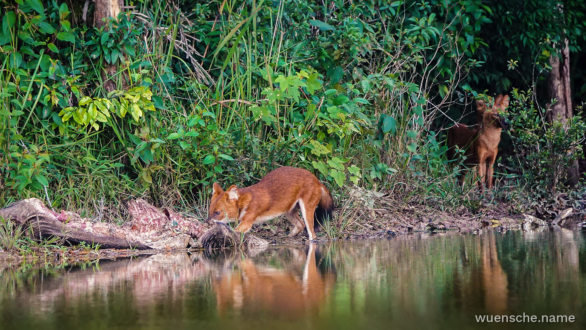 Asiatischer Wildhund (Dhole)