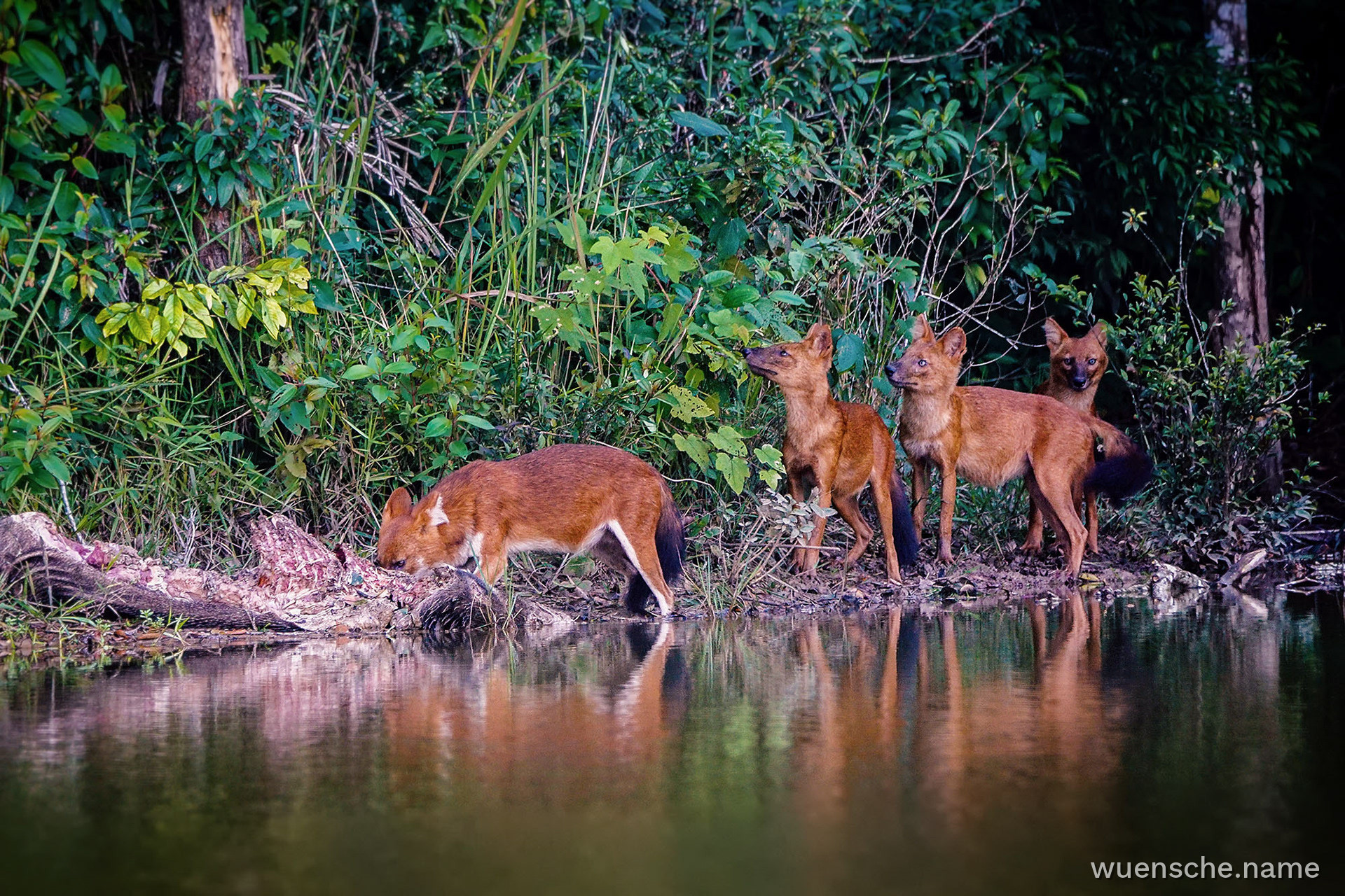 Asiatischer Wildhund (Dhole)