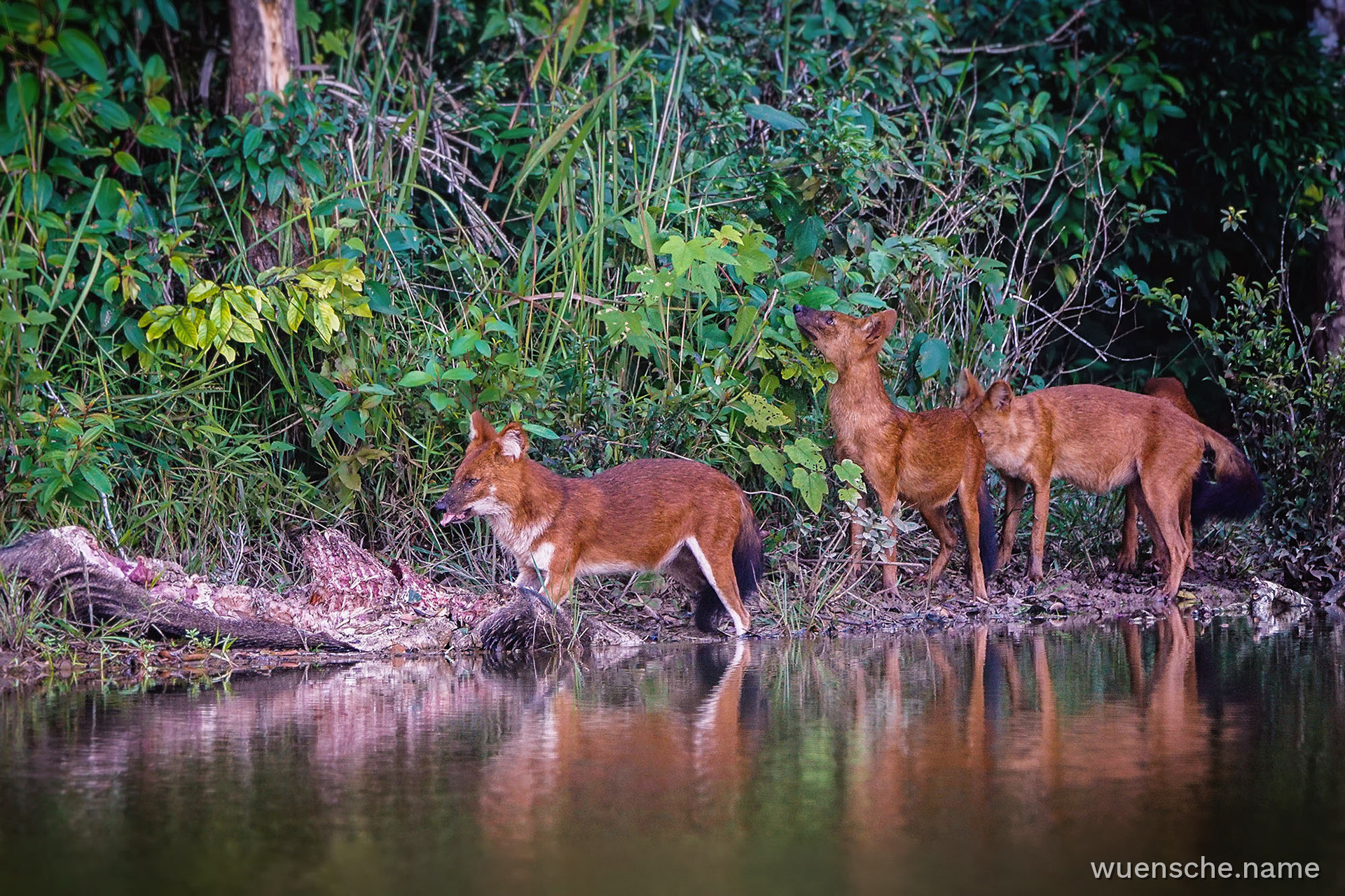 Asiatischer Wildhund (Dhole)