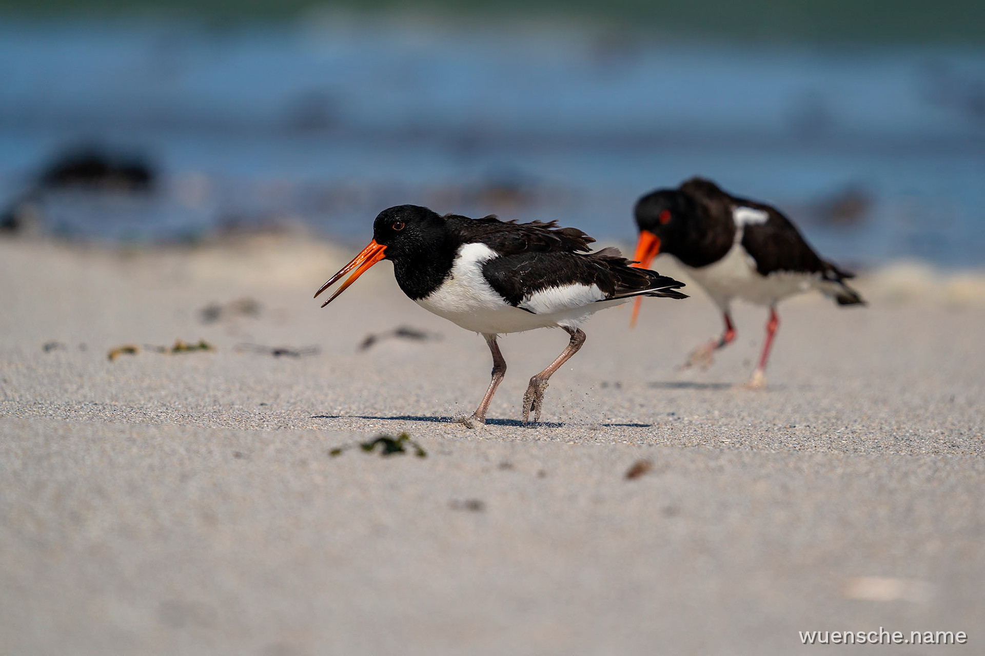 subadult & adult