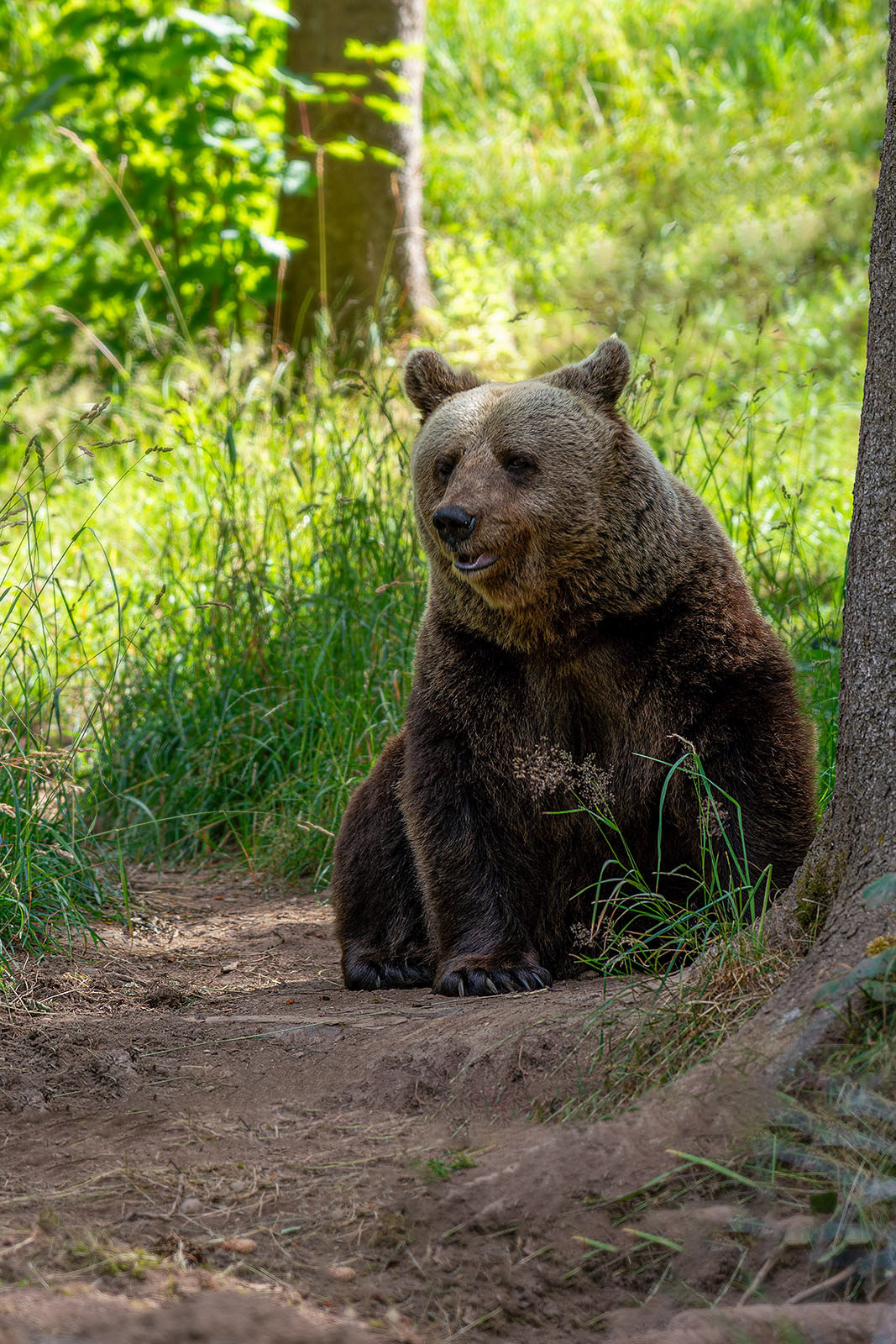 Alternativer Wolf- und Bärenpark Schwarzwald