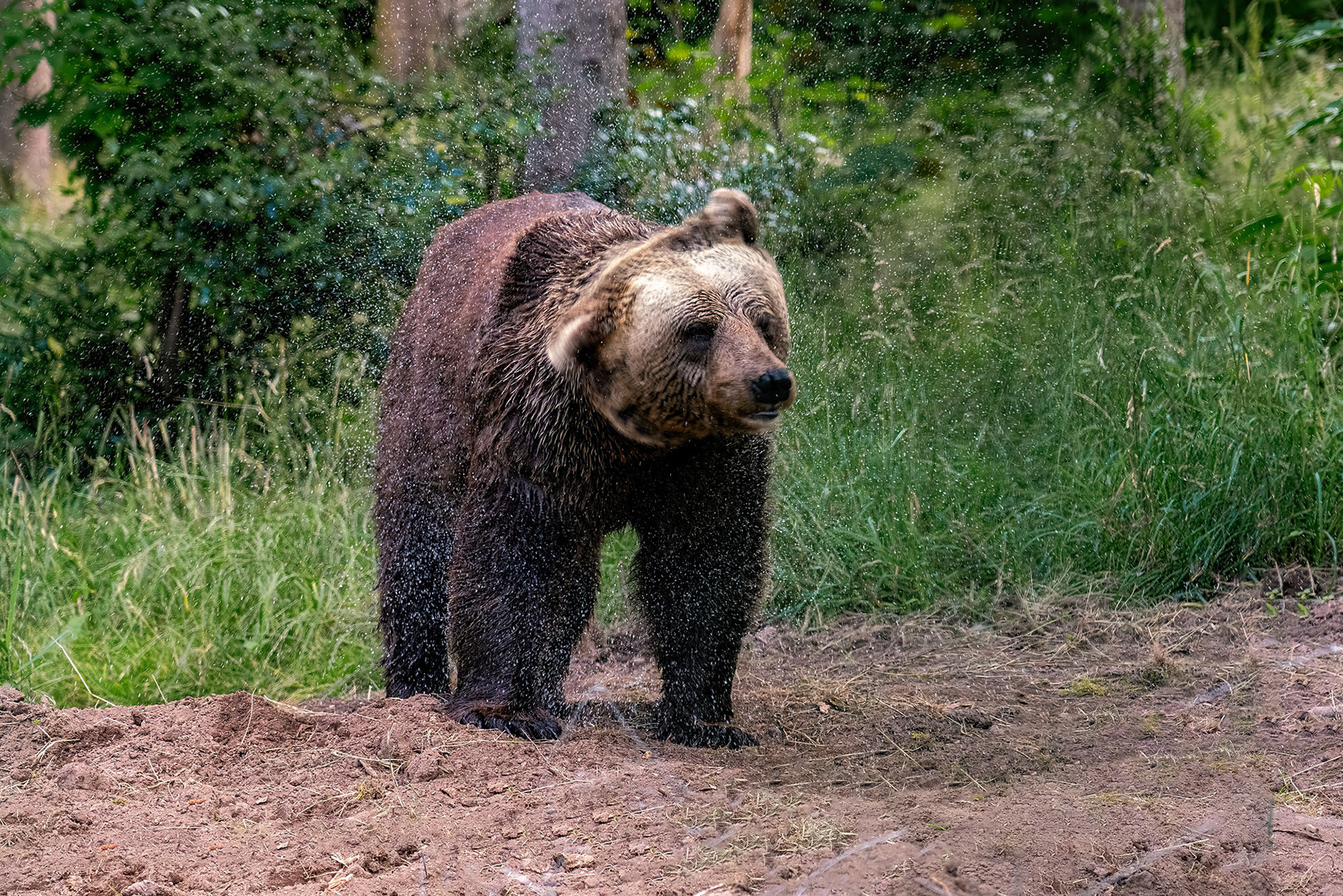 Jurka
