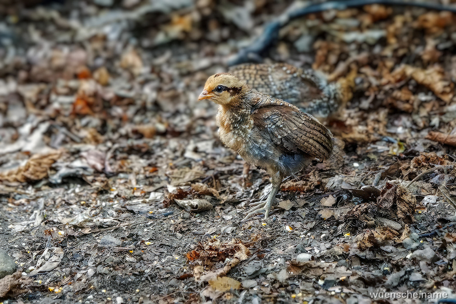 Bankivahuhn