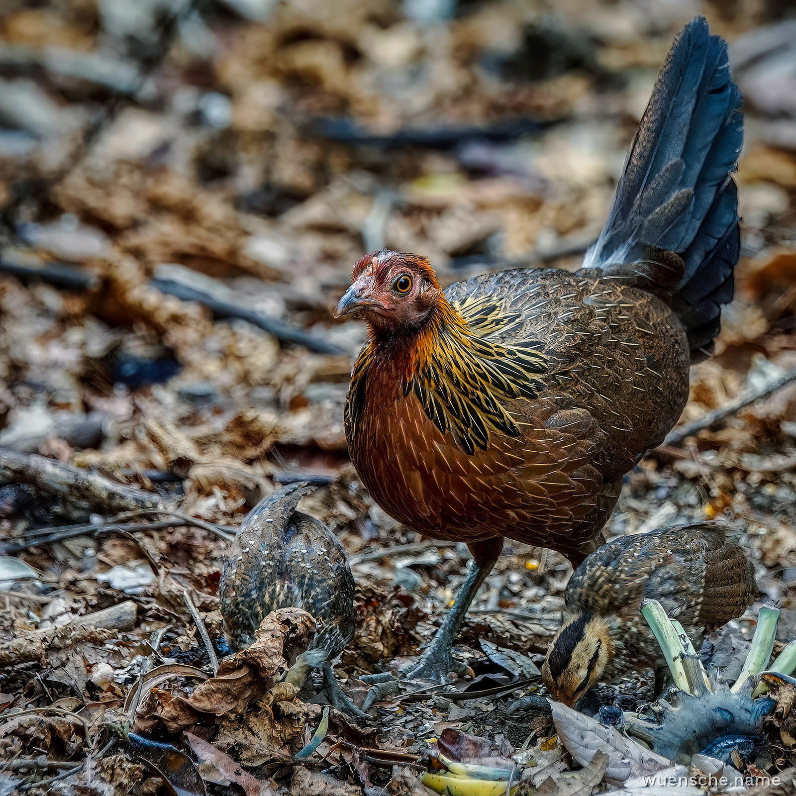 Bankivahuhn