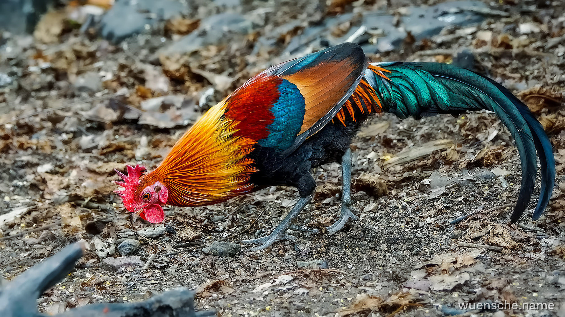 Bankivahuhn