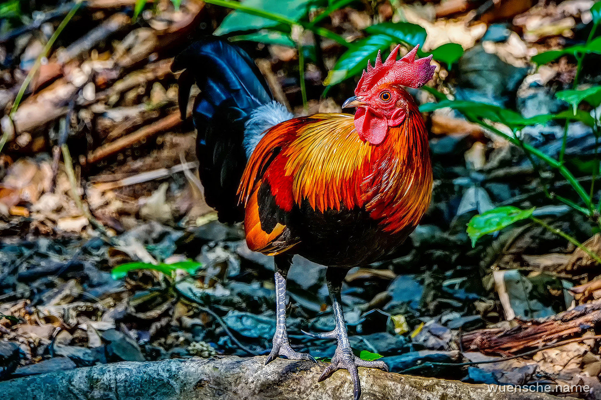 Bankivahuhn