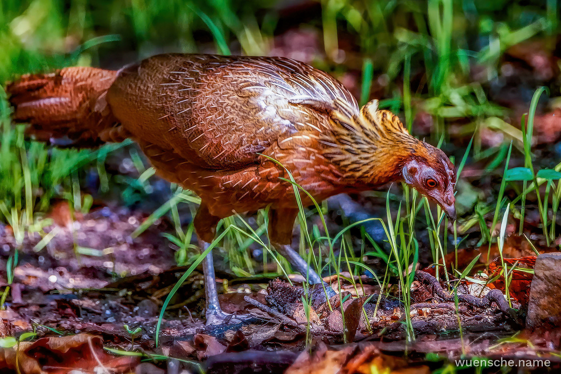 Bankivahuhn