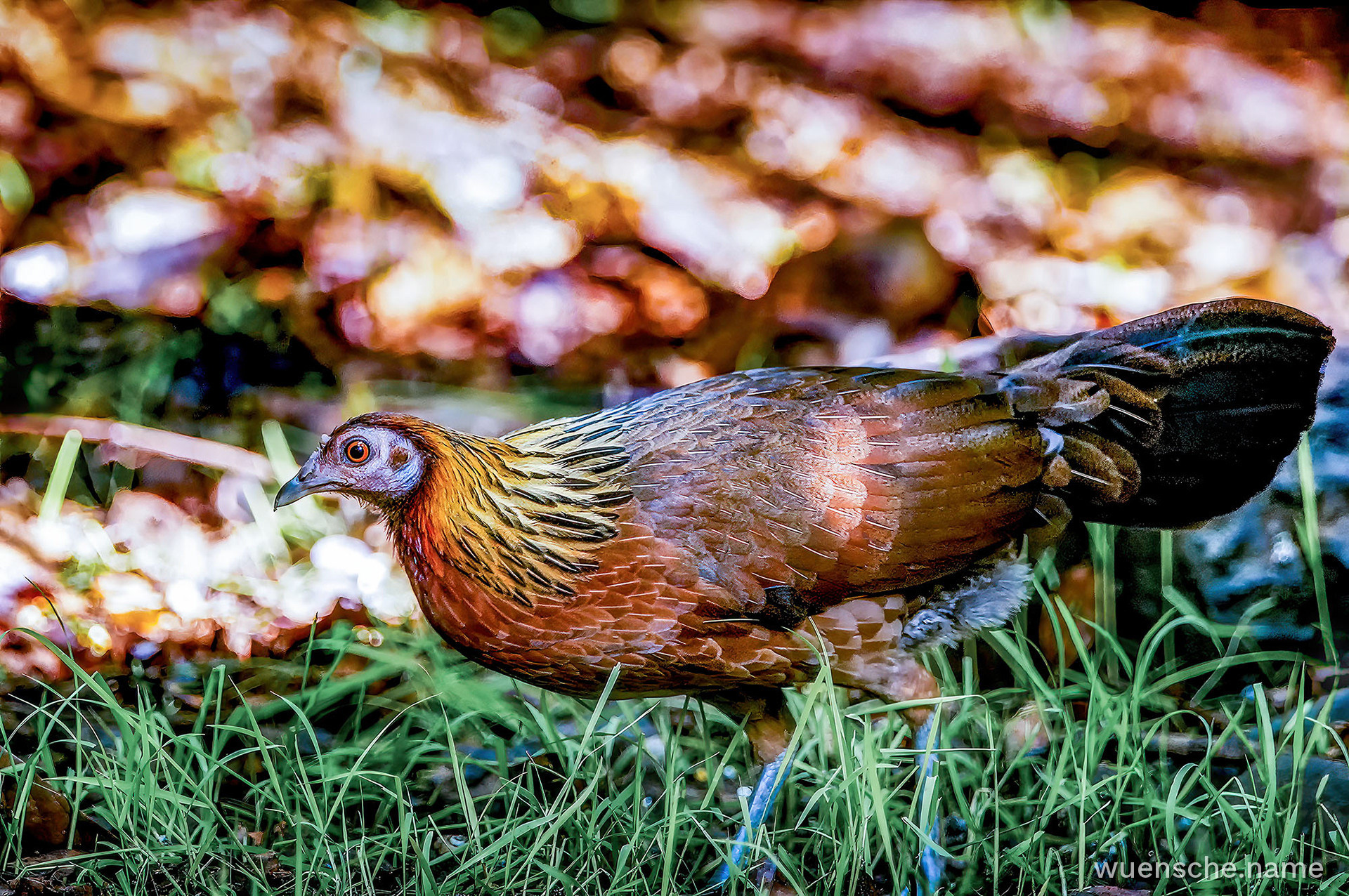 Bankivahuhn