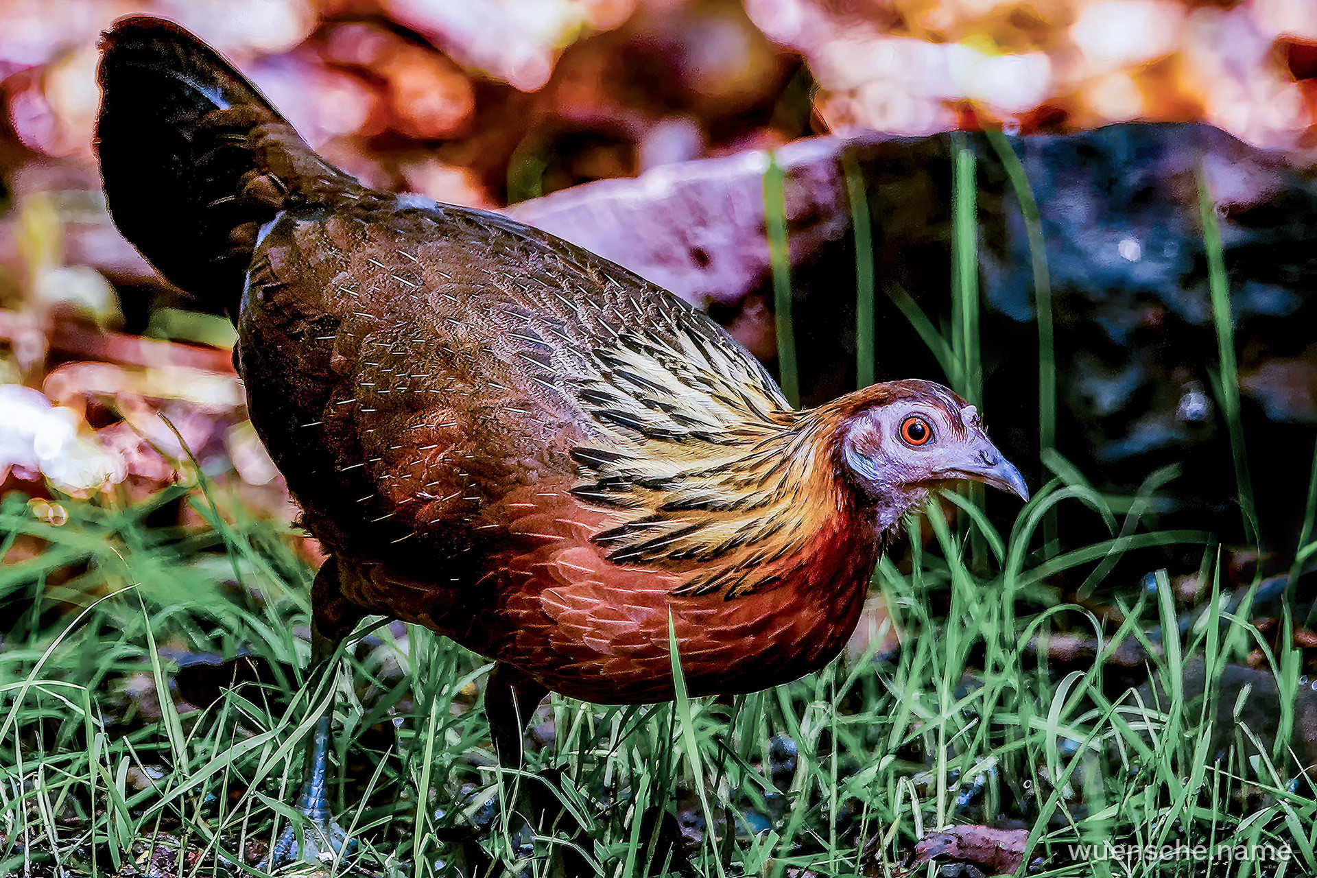 Bankivahuhn