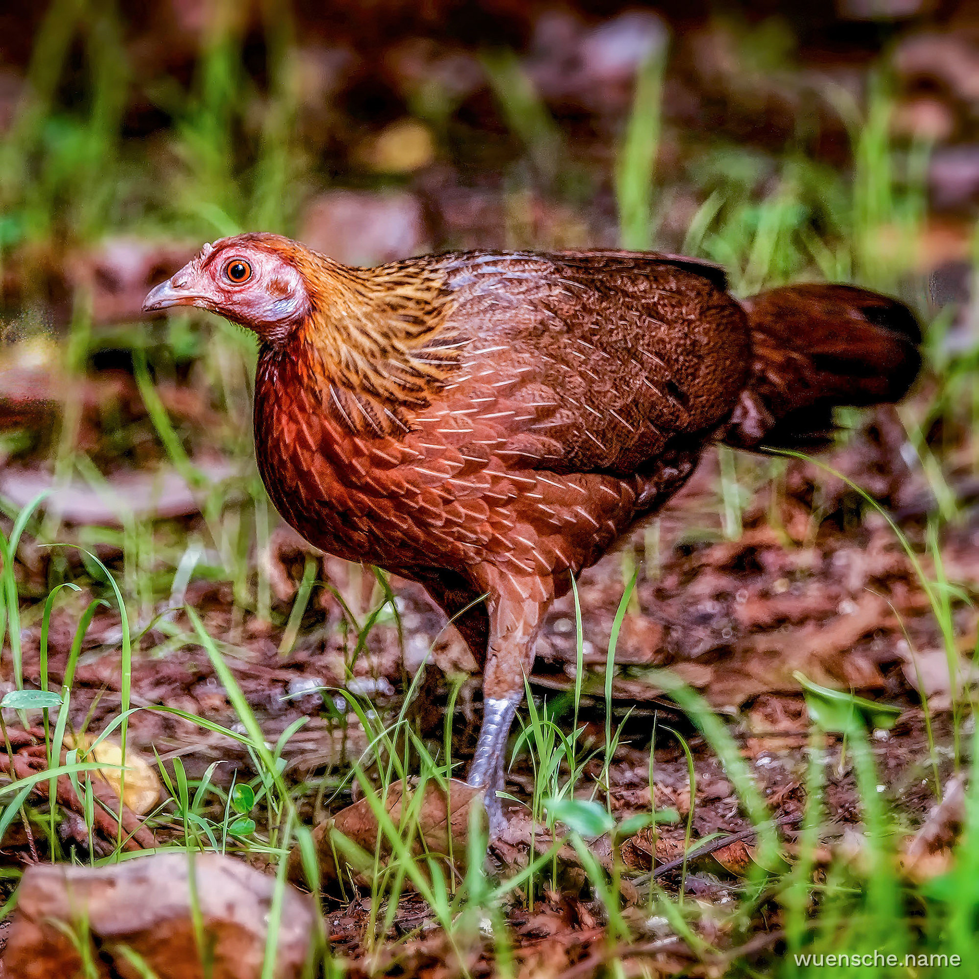 Bankivahuhn
