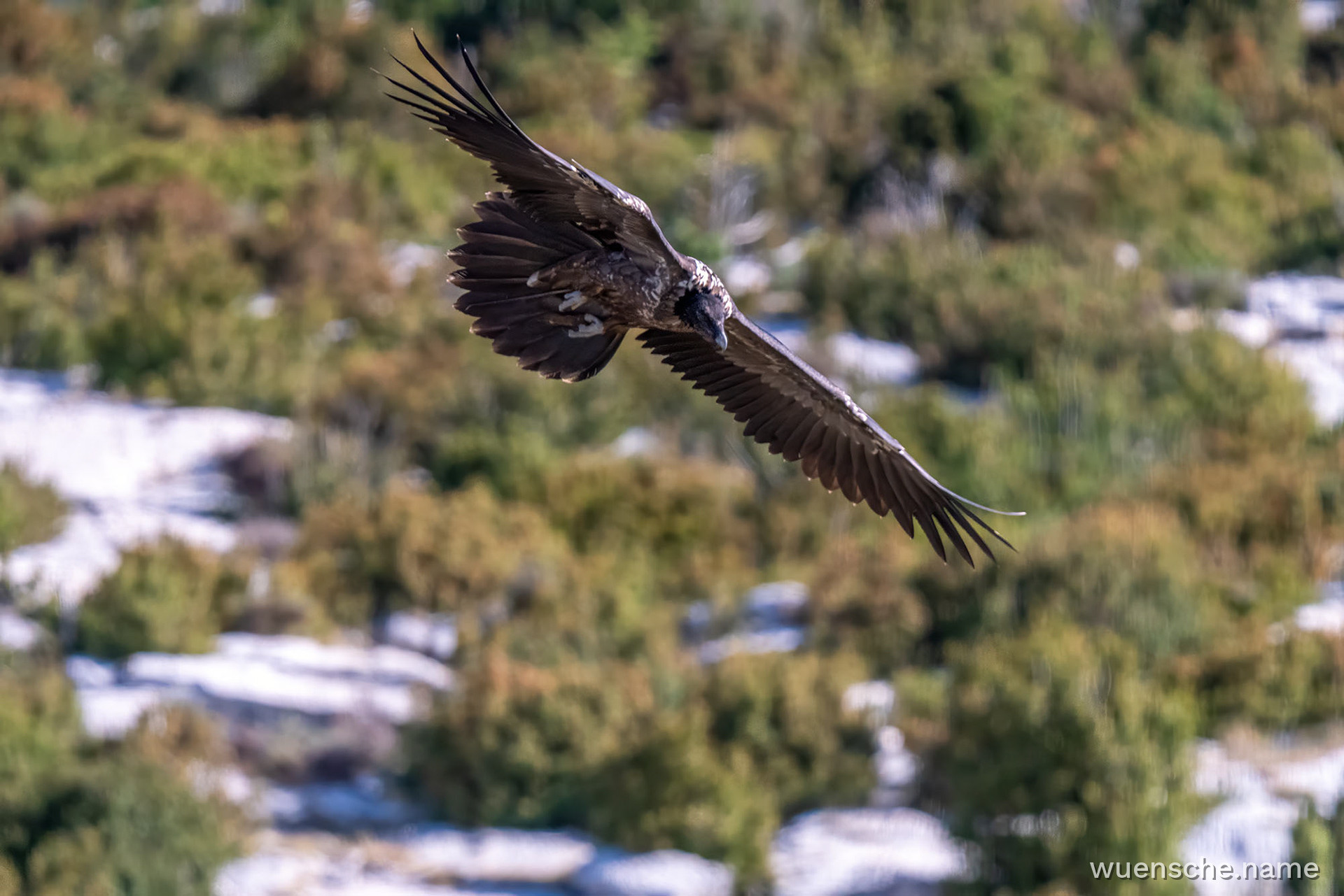 Juvenile (1.-2. Jahr)