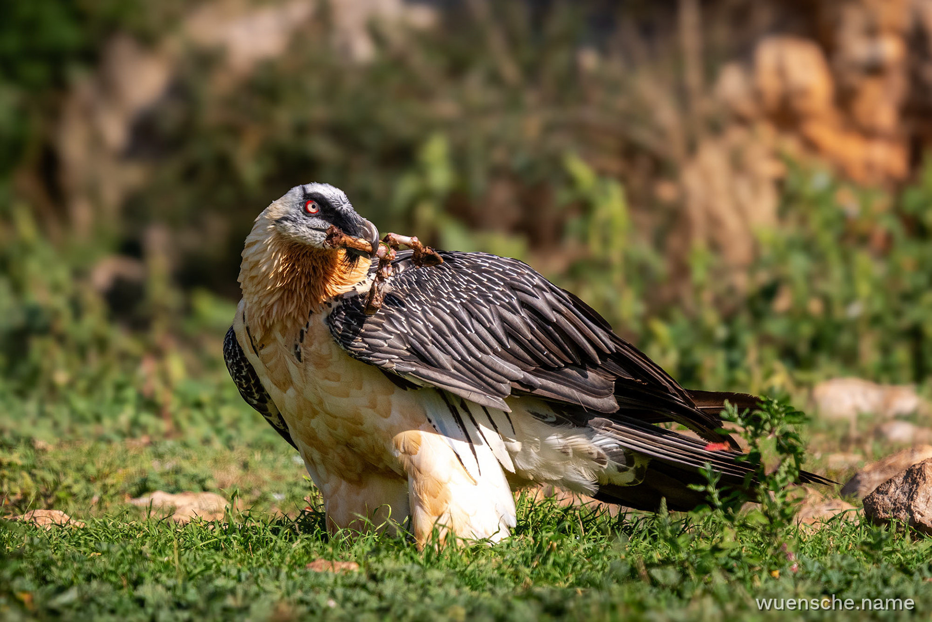 Adult