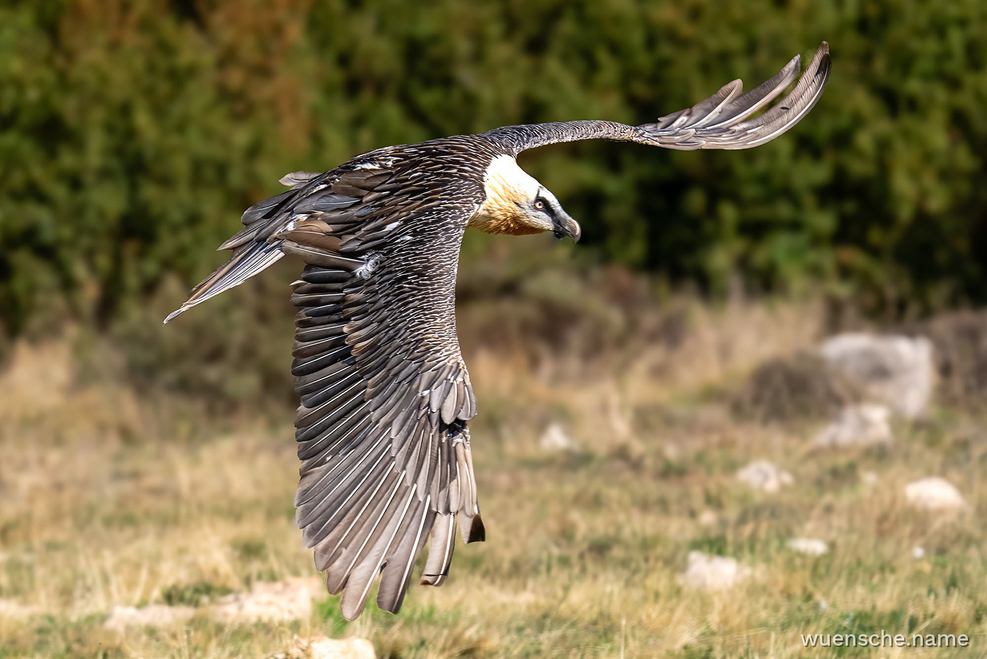Adult