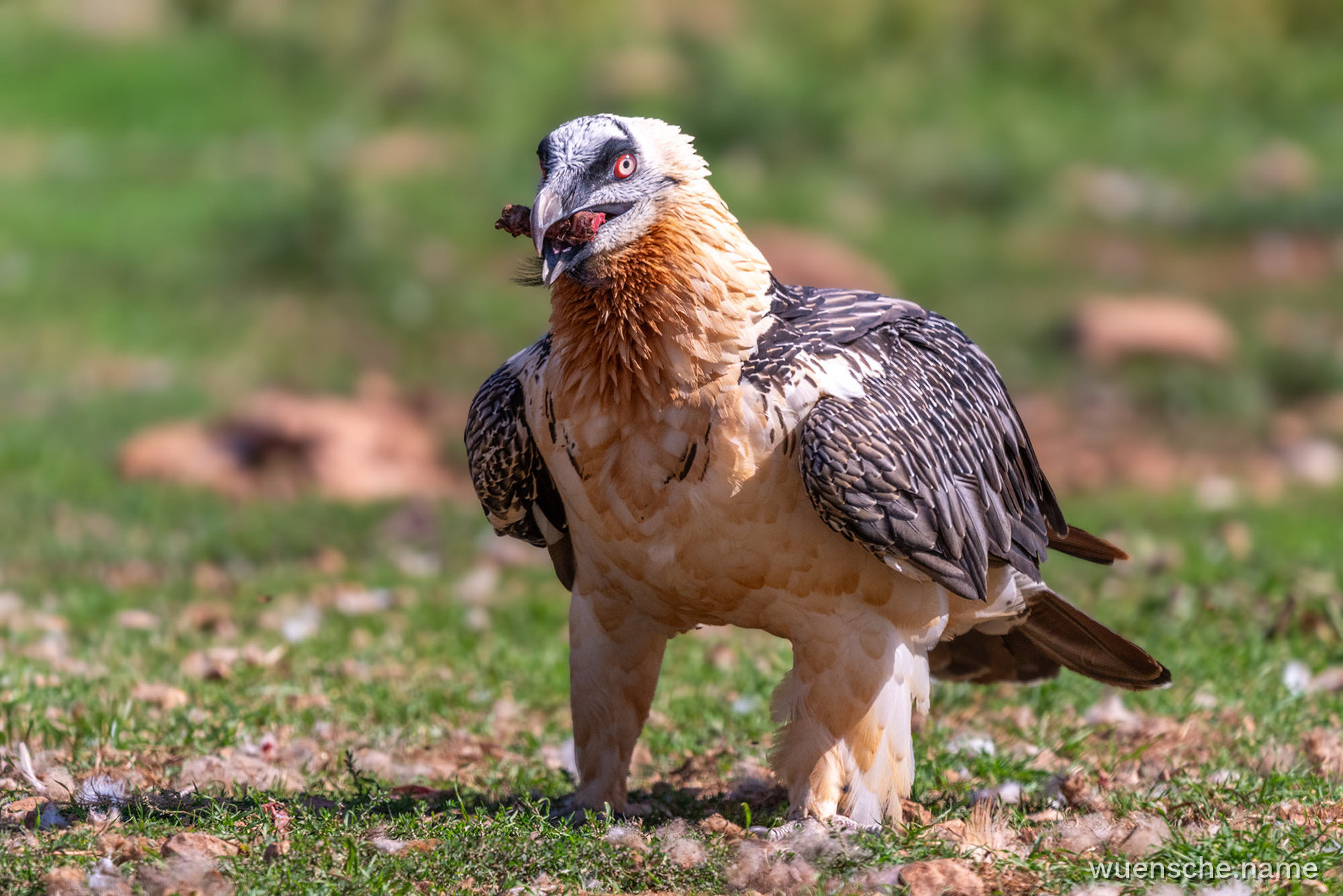 Adult
