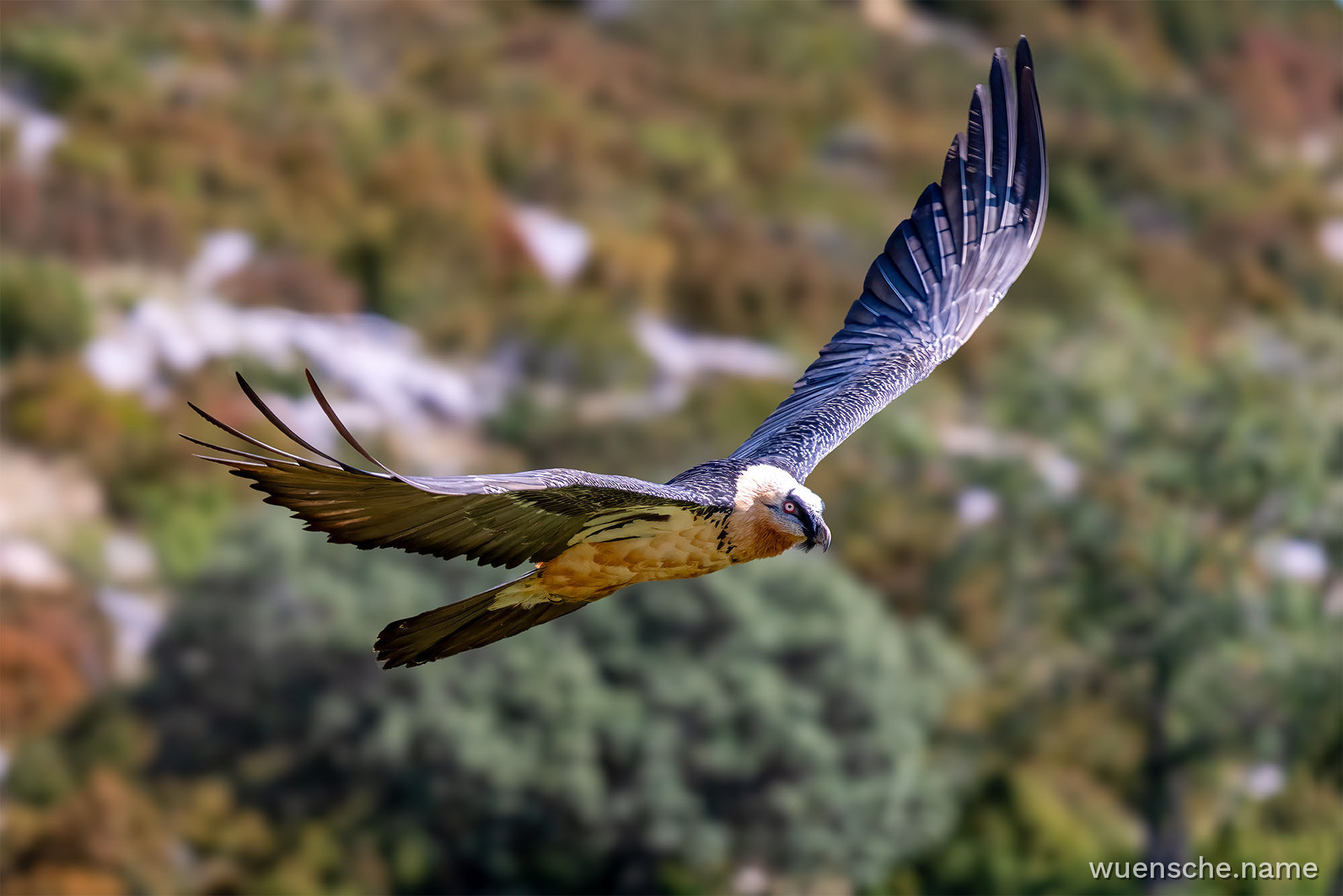 Adult