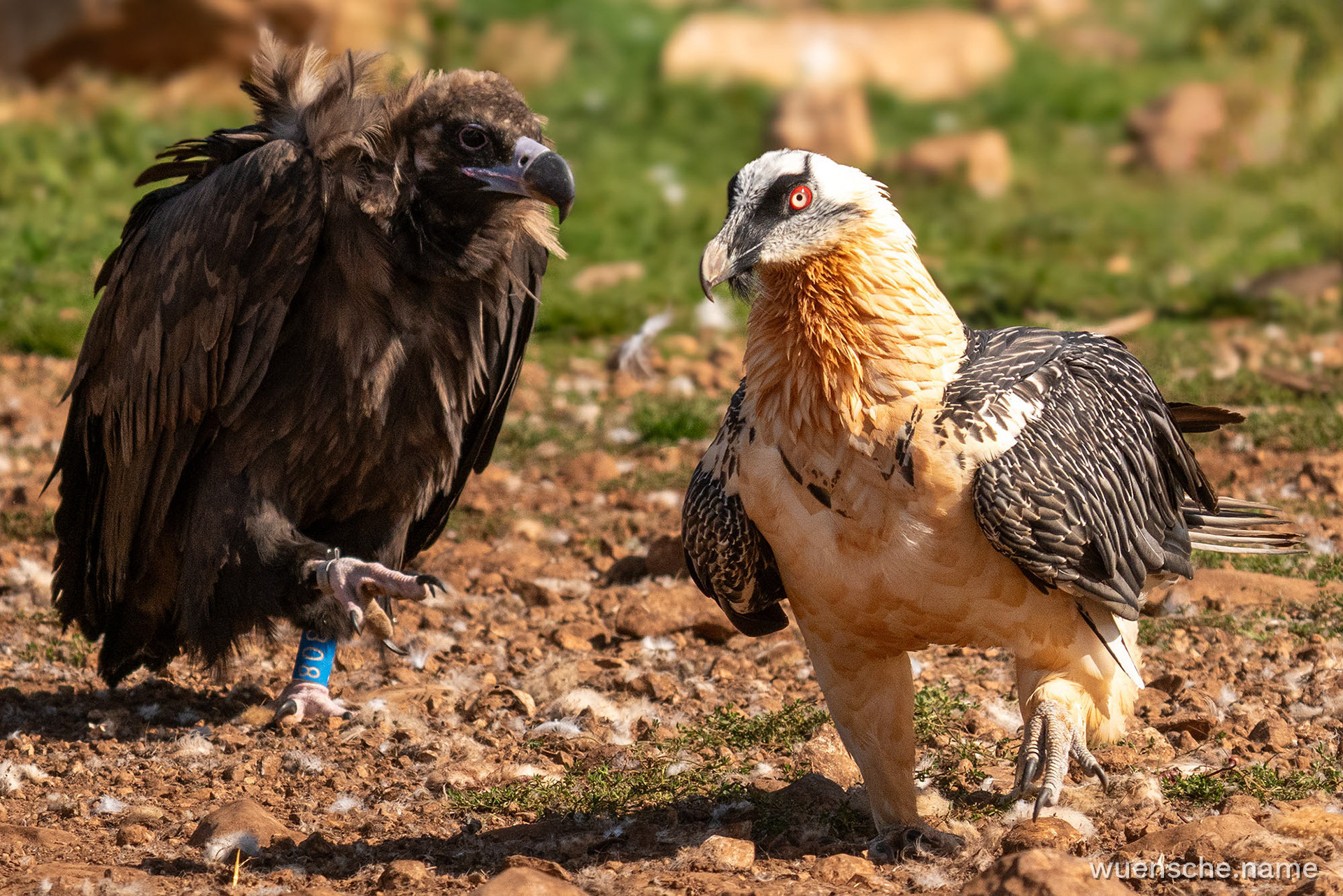 Adult & Mönchsgeier