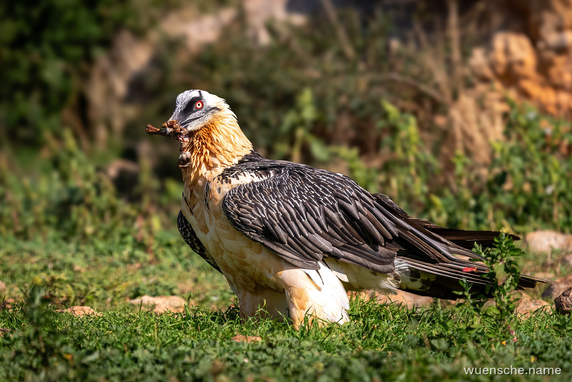 Adult