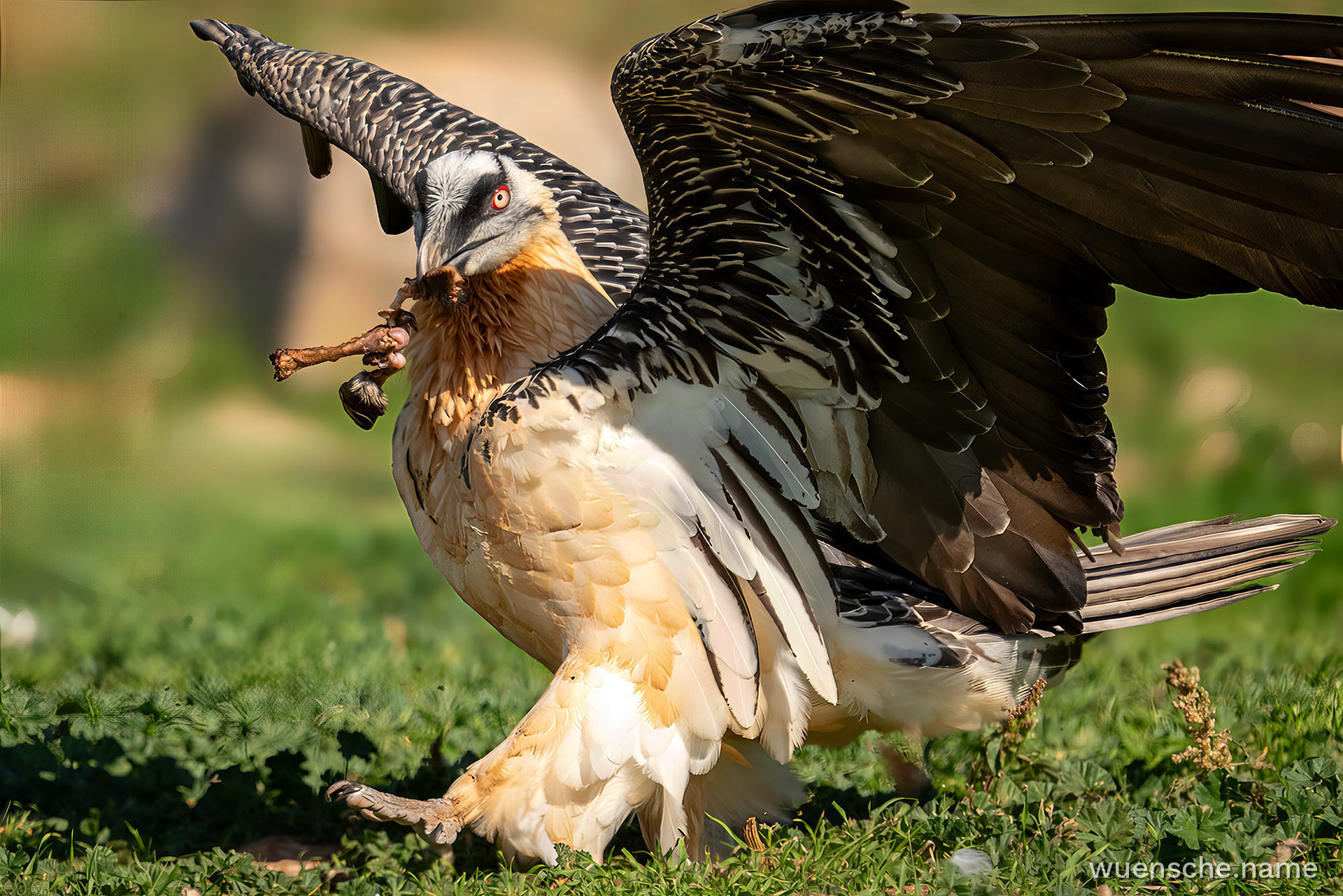 Adult
