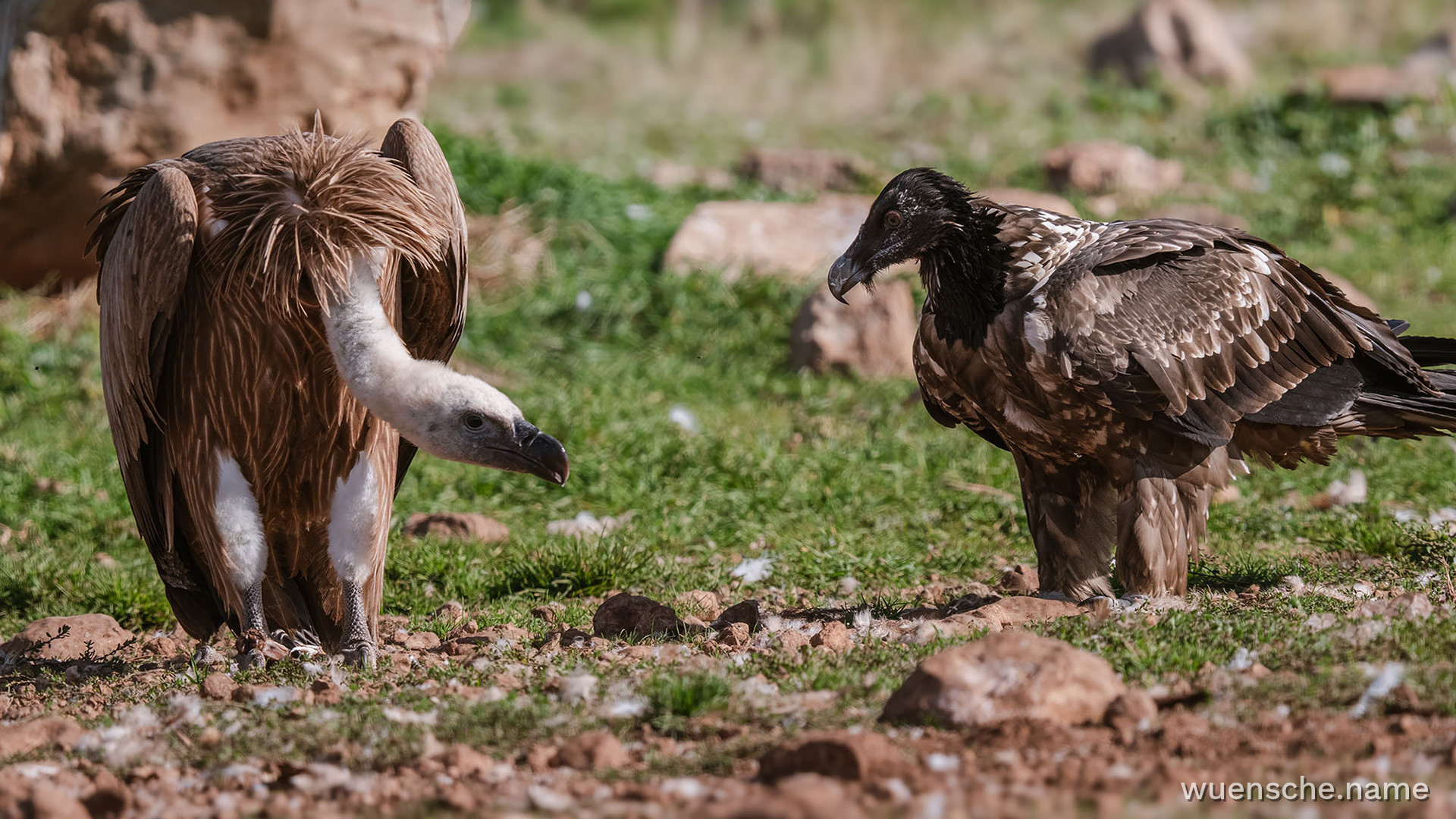 Juvenile (1.-2. Jahr) & Gänsegeier
