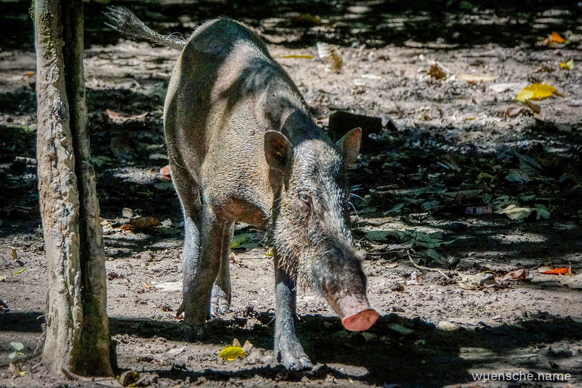 Bartschwein