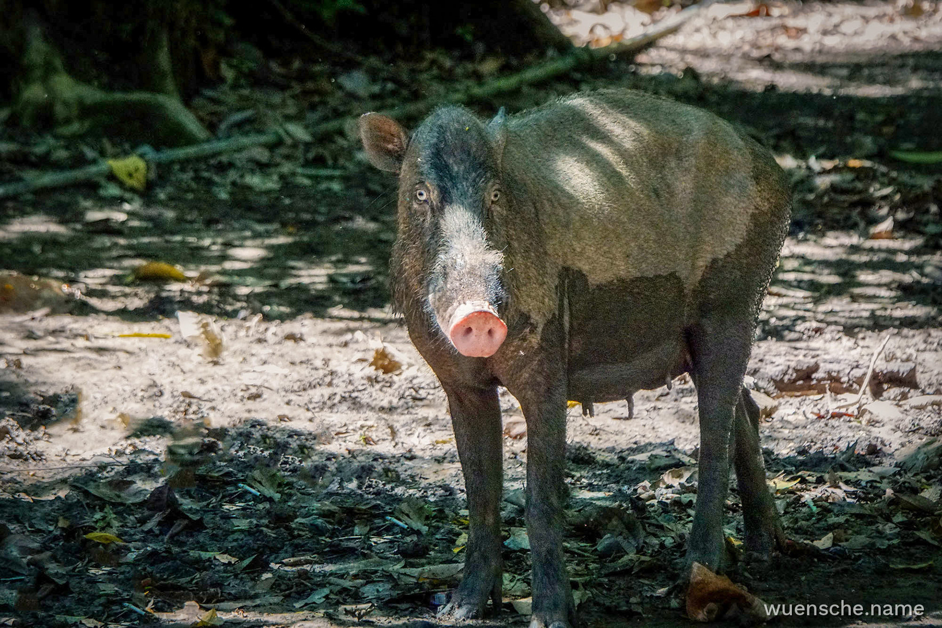 Bartschwein