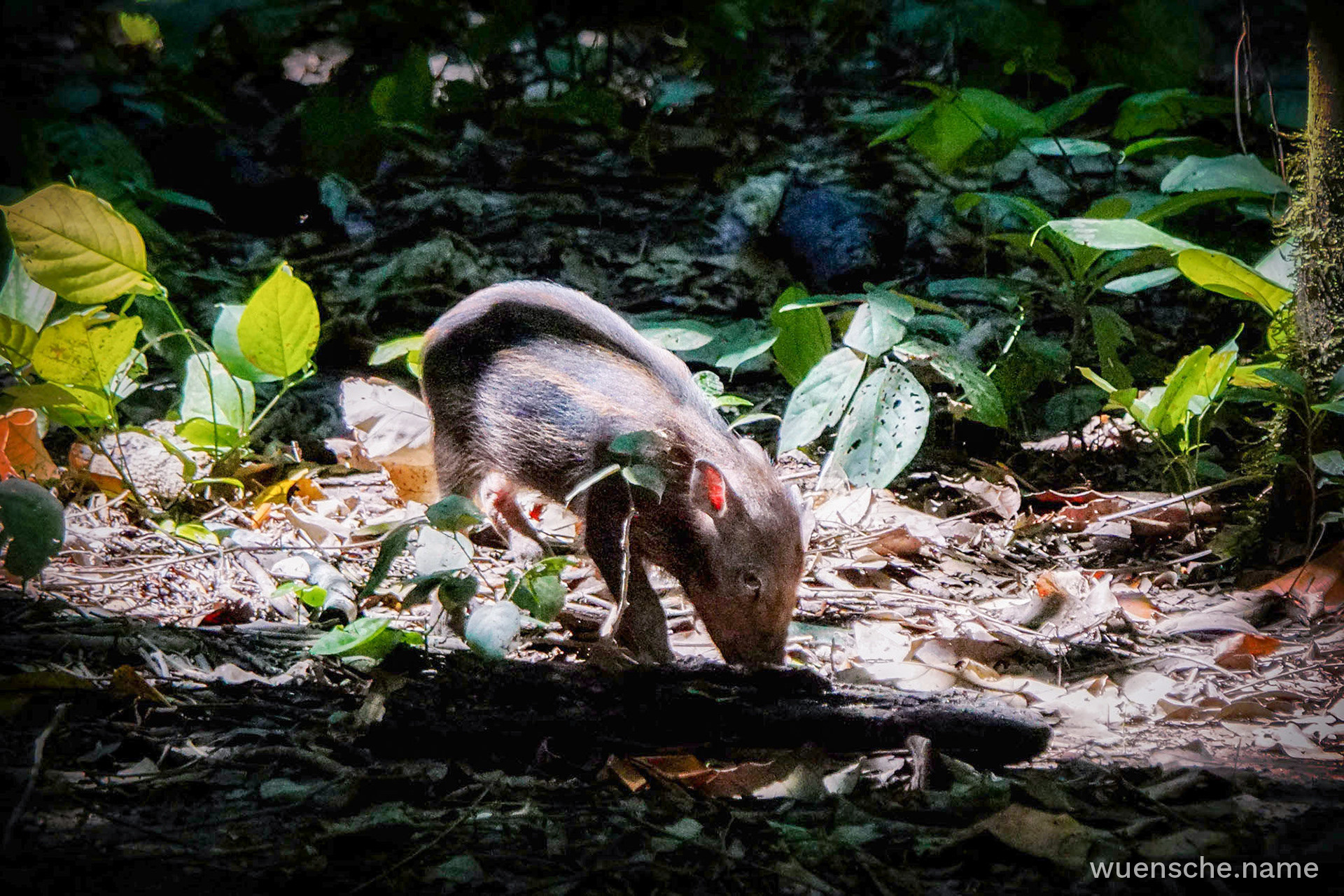 Bartschwein