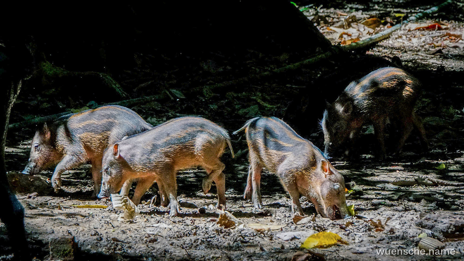 Bartschwein