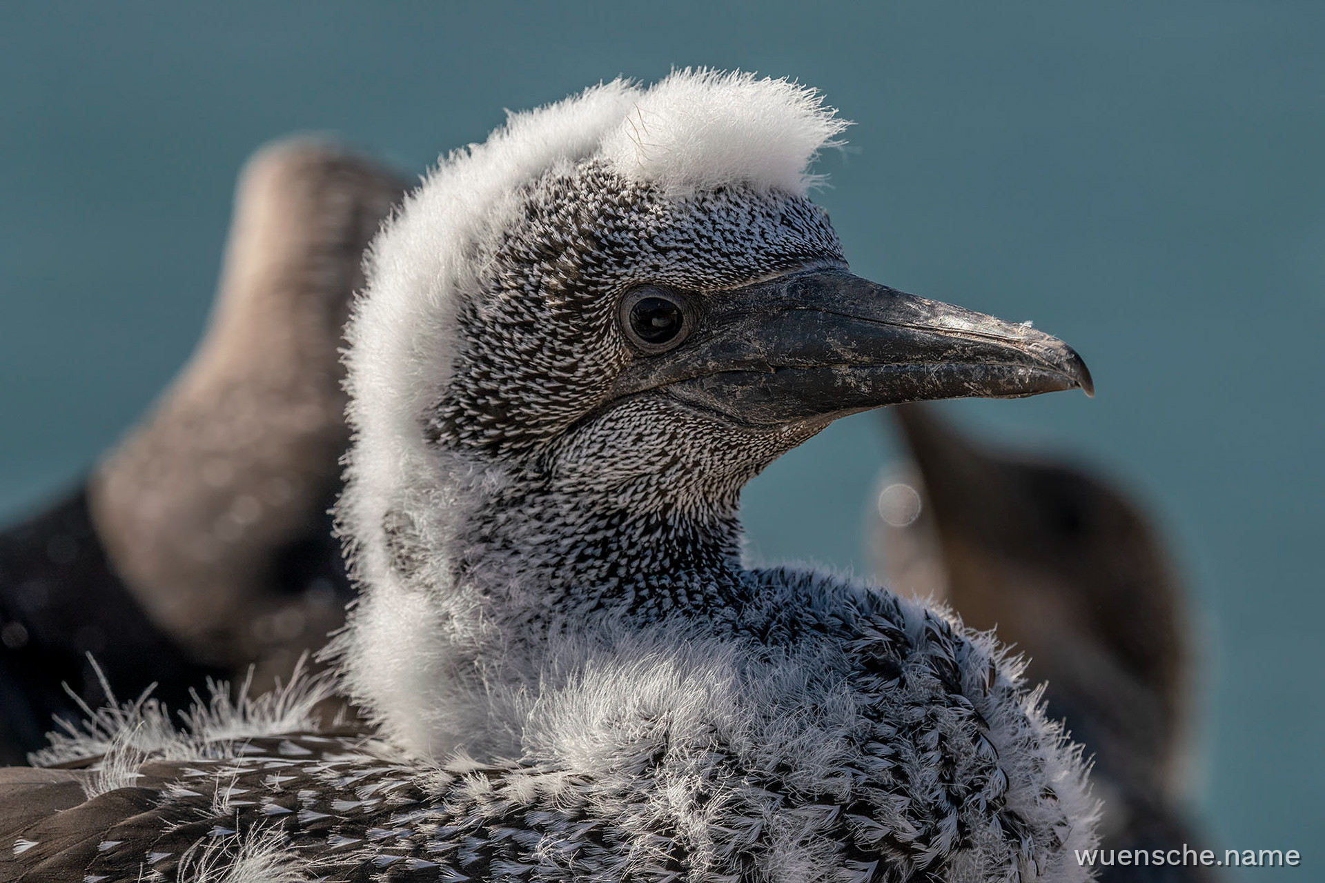 Juvenile