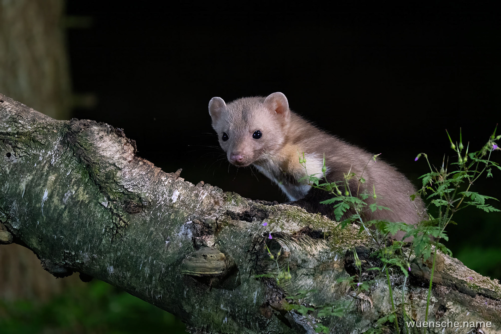 Baummarder