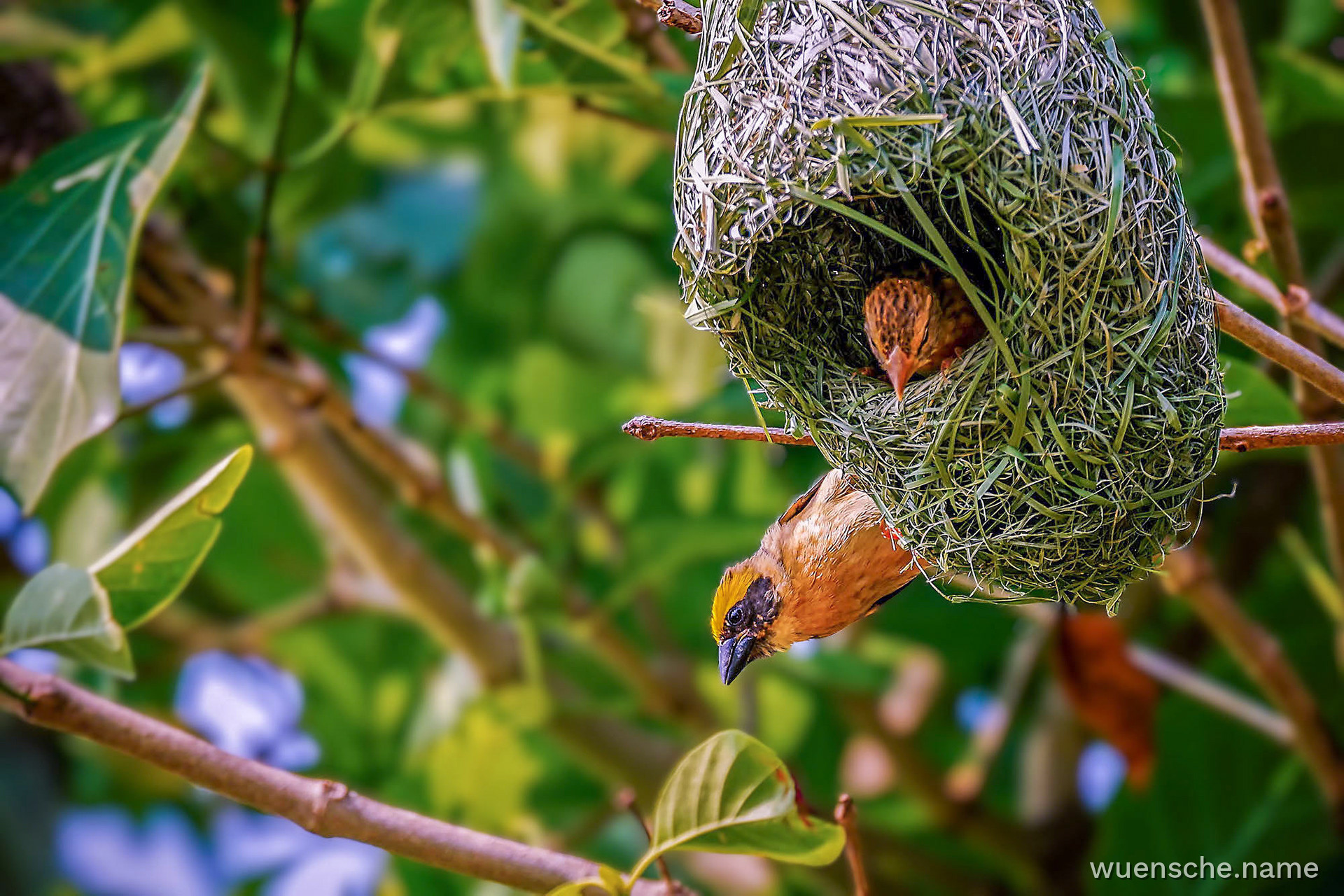Ein Weibchen inspiziert das Nest