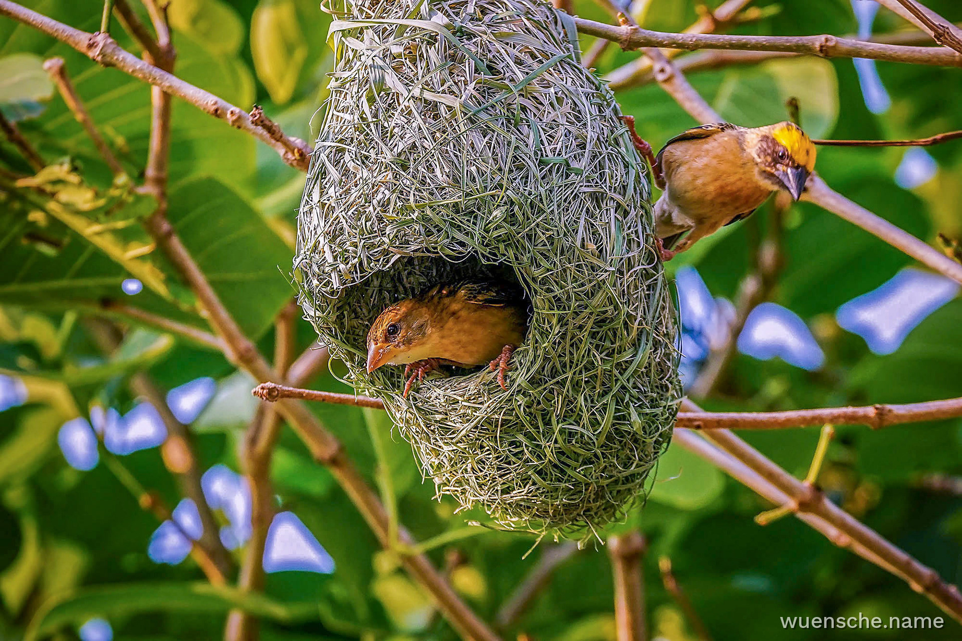 Ein Weibchen inspiziert das Nest