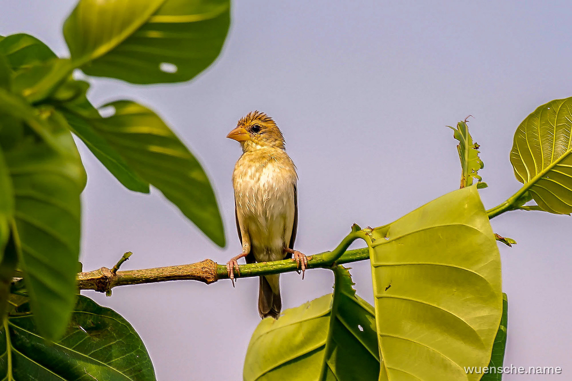 female
