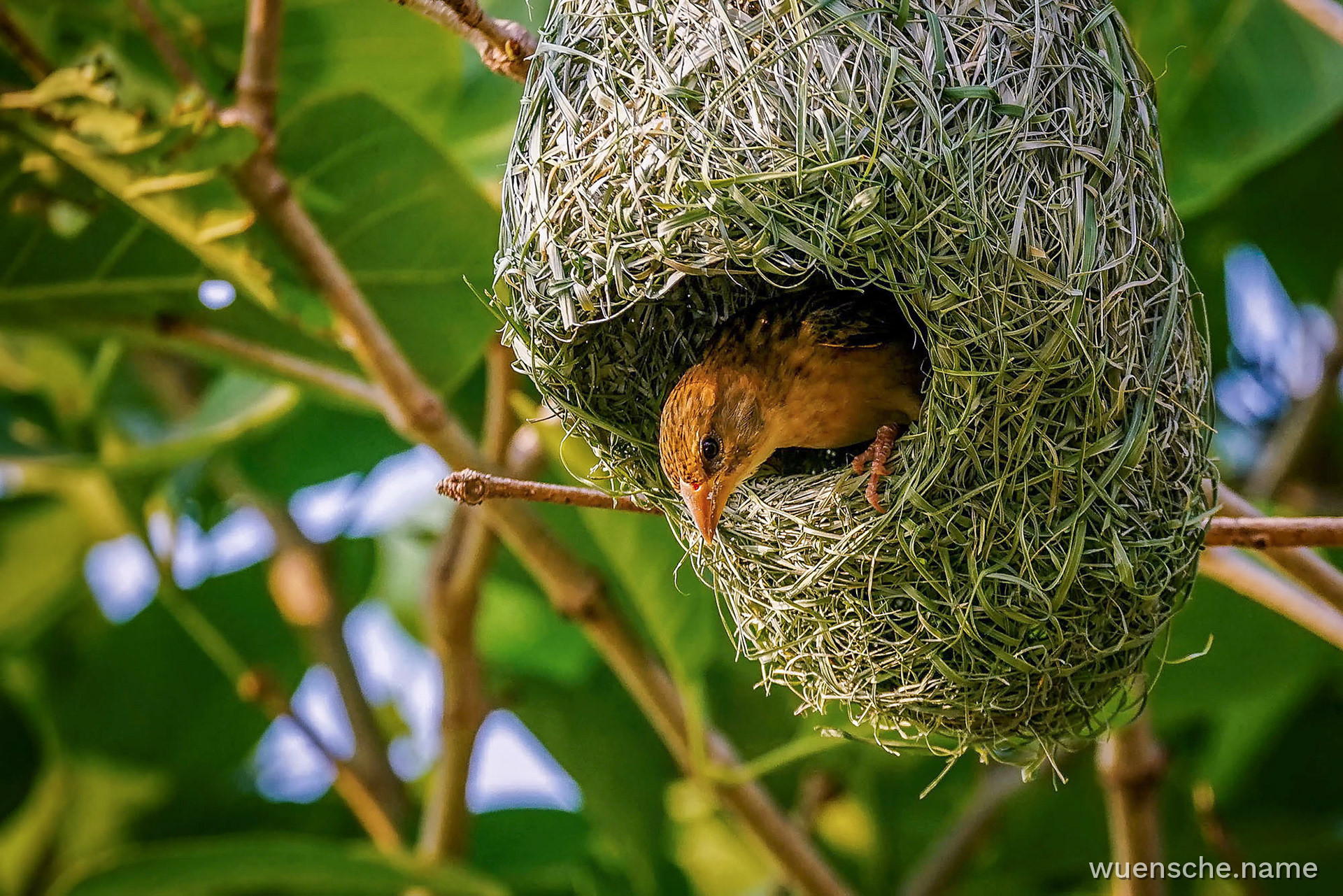 Ein Weibchen inspiziert das Nest