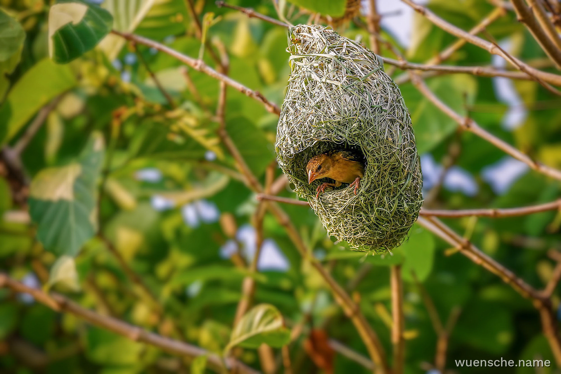 Ein Weibchen inspiziert das Nest