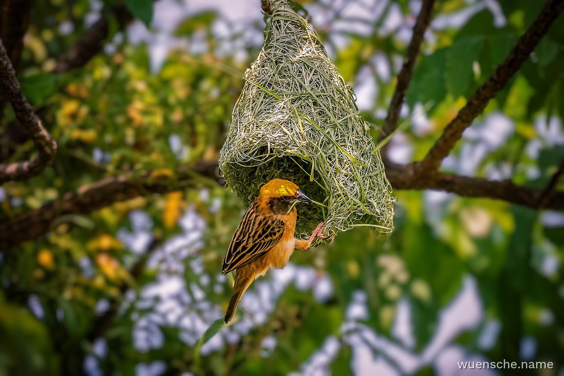 Baya-Webervogel