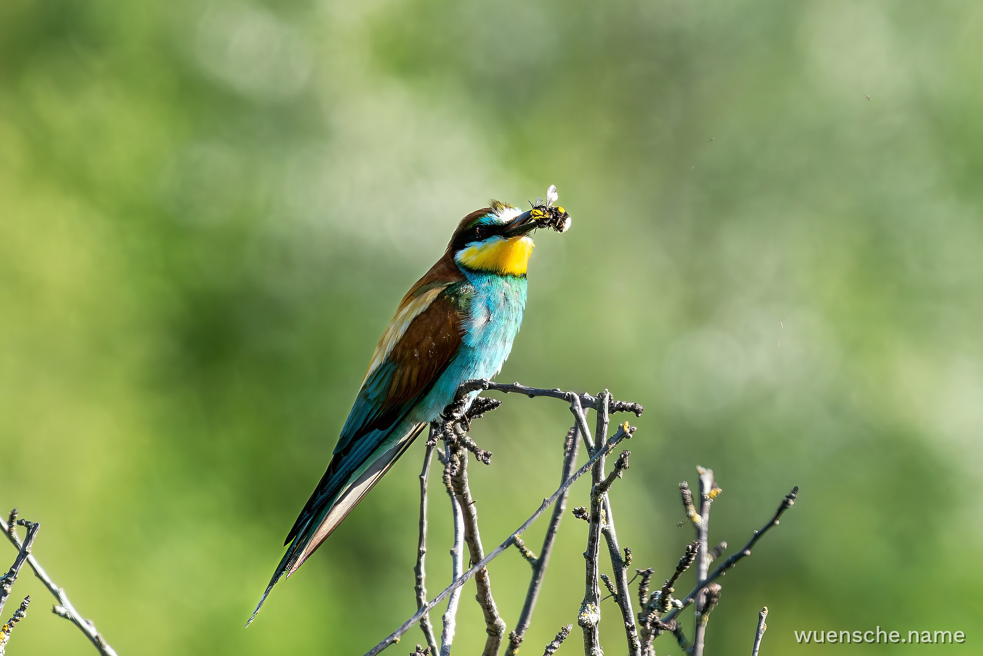 Bienenfresser